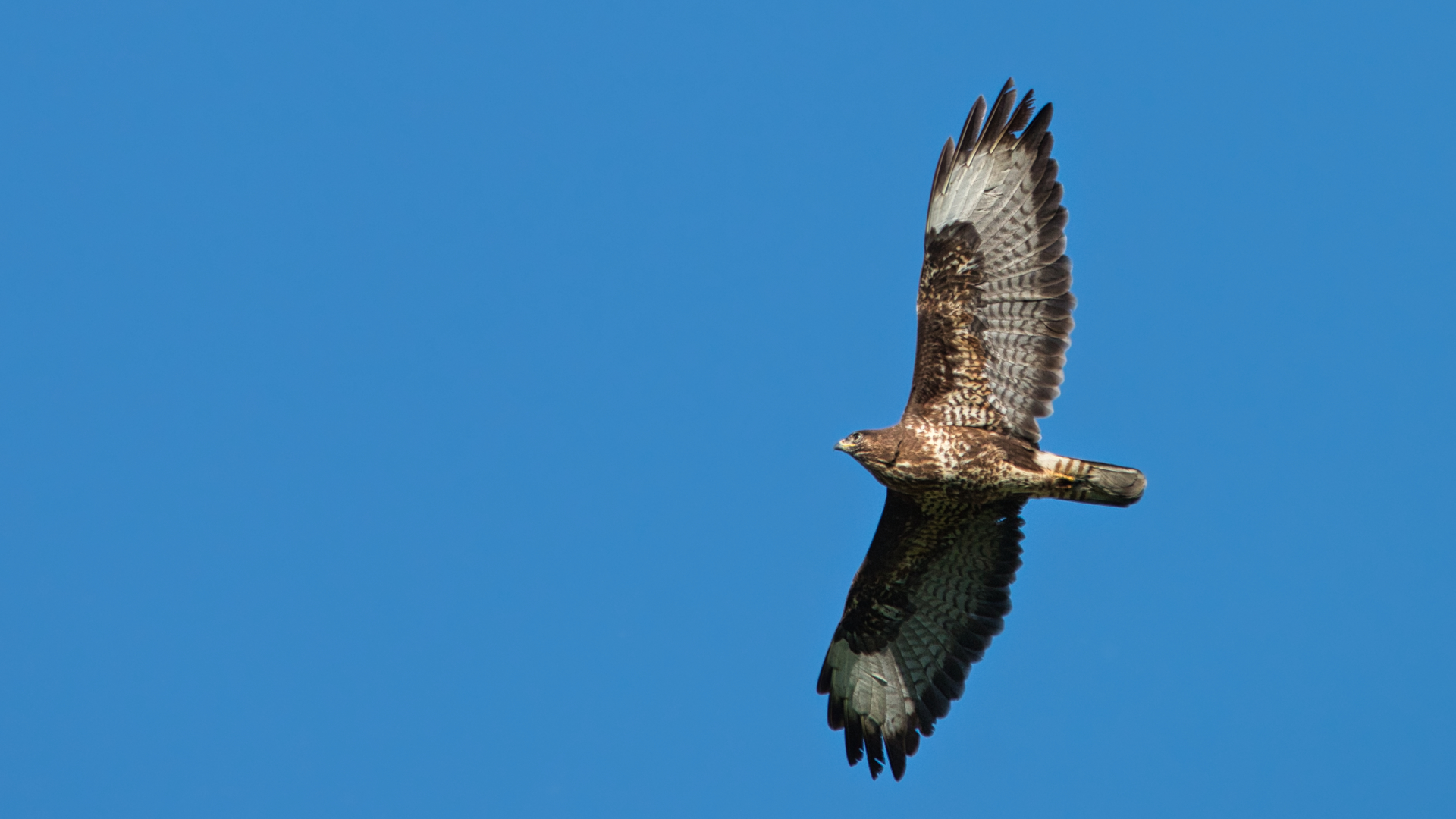 Poiana (Buteo buteo)