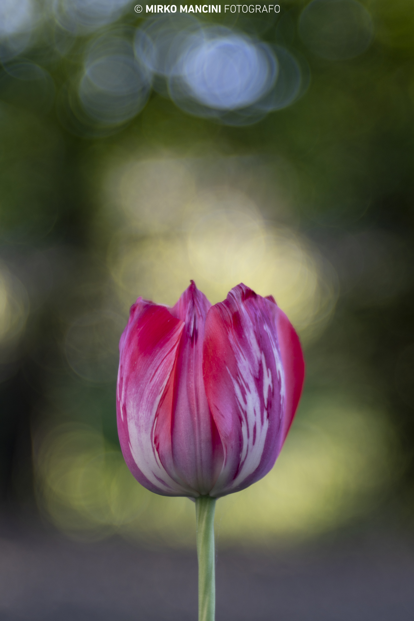 Tulipano con Trioplan 100