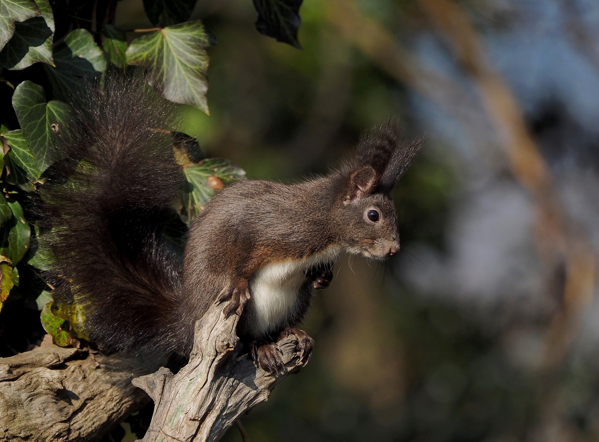 Ma dove sono finiti gli umani?