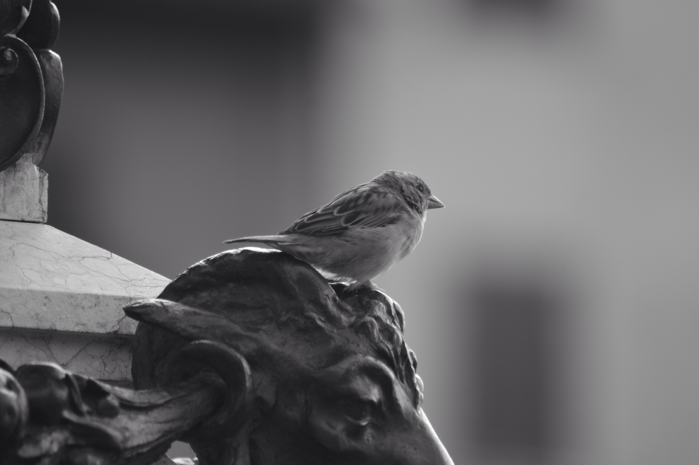 sparrow don't go away