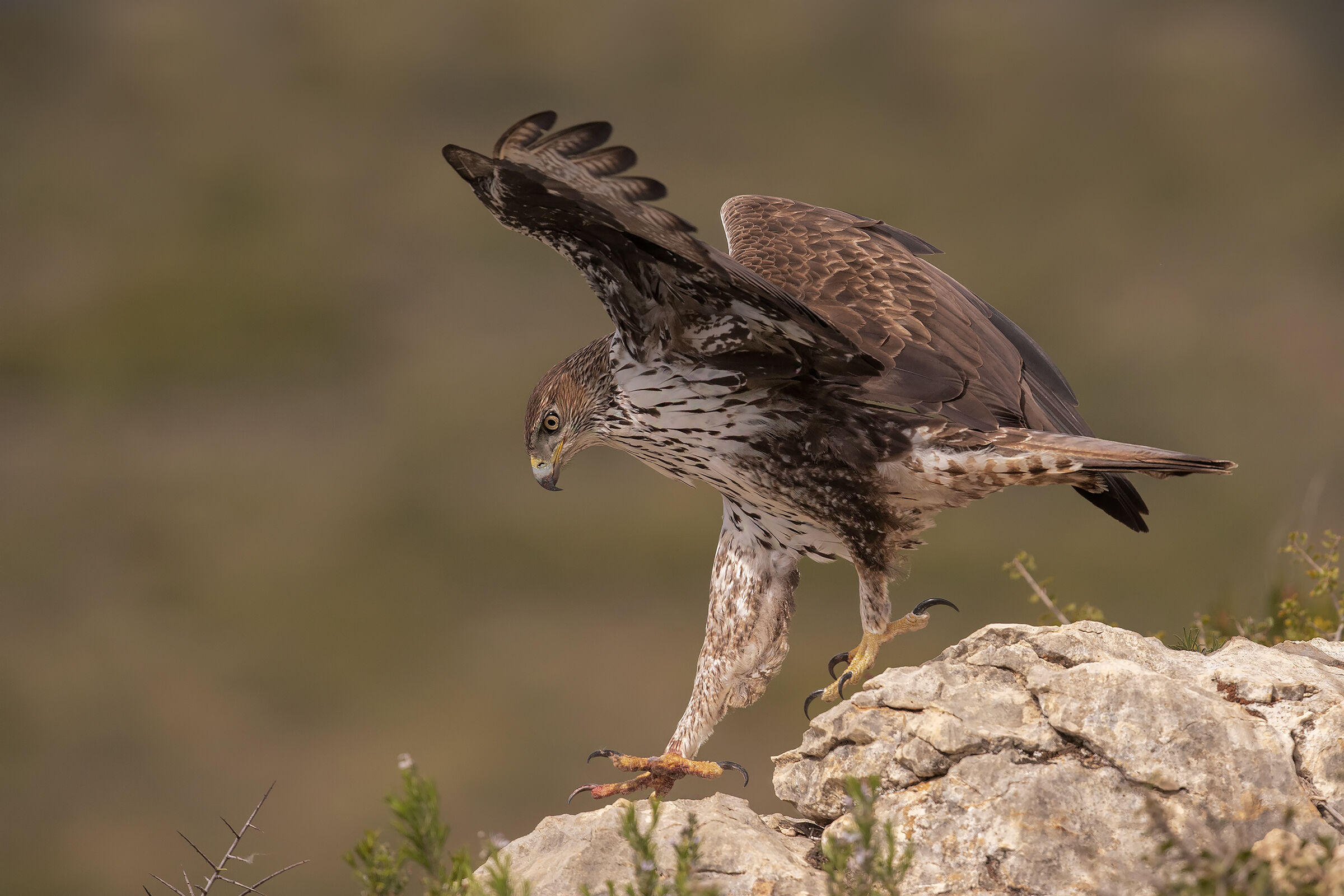 Bonelli's Eagle