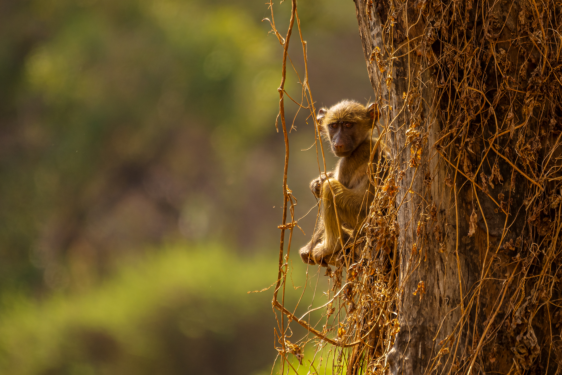 Baboon Cub in Sunset Light