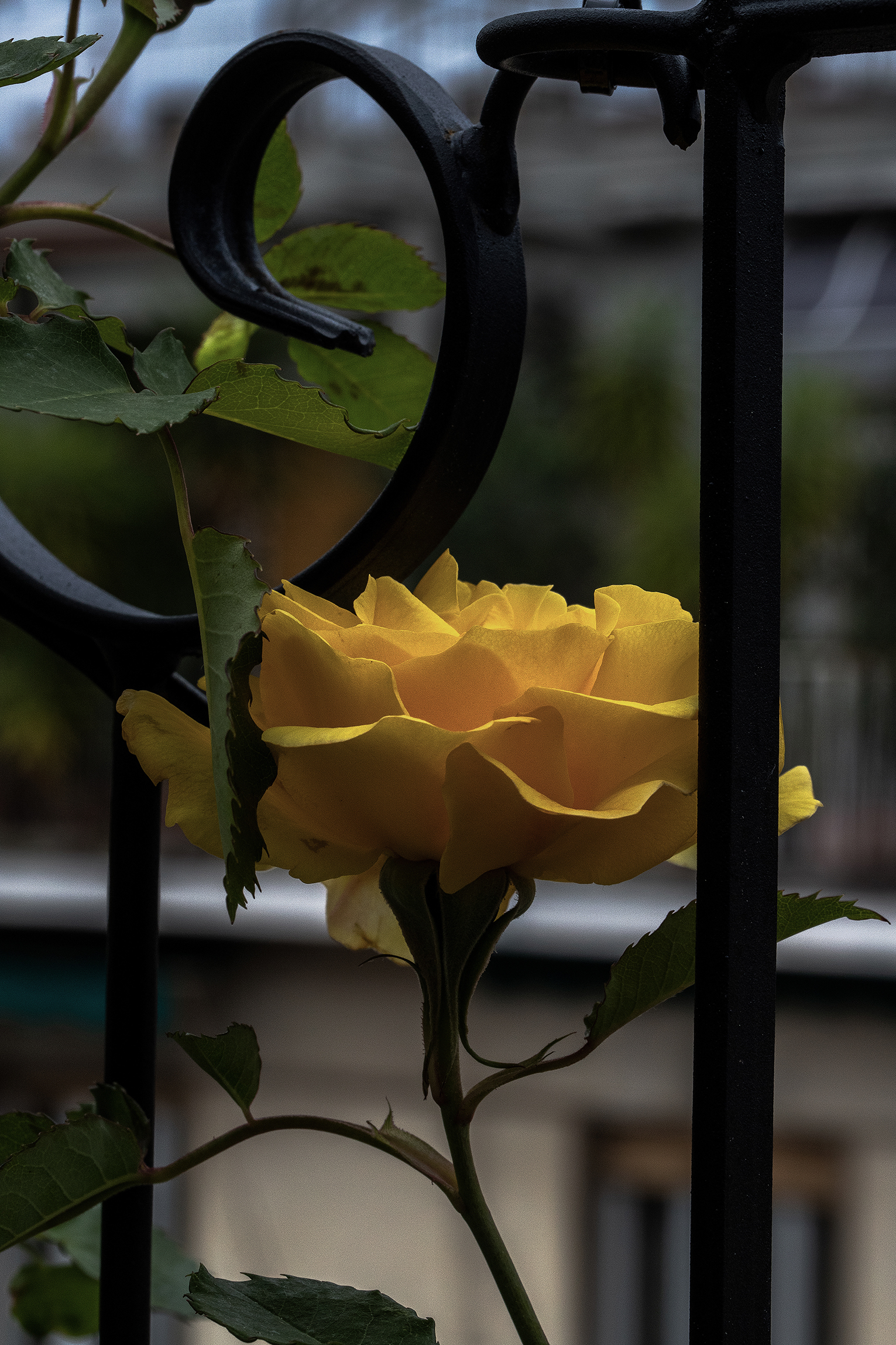 sul terrazzo