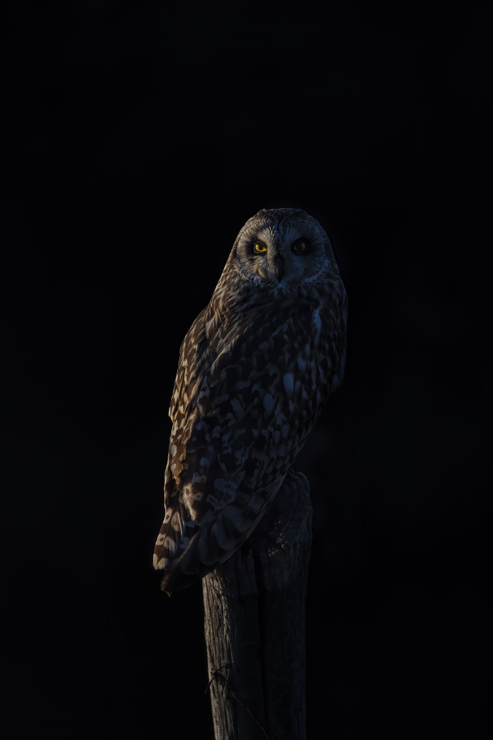 gufo di palude ultime luci