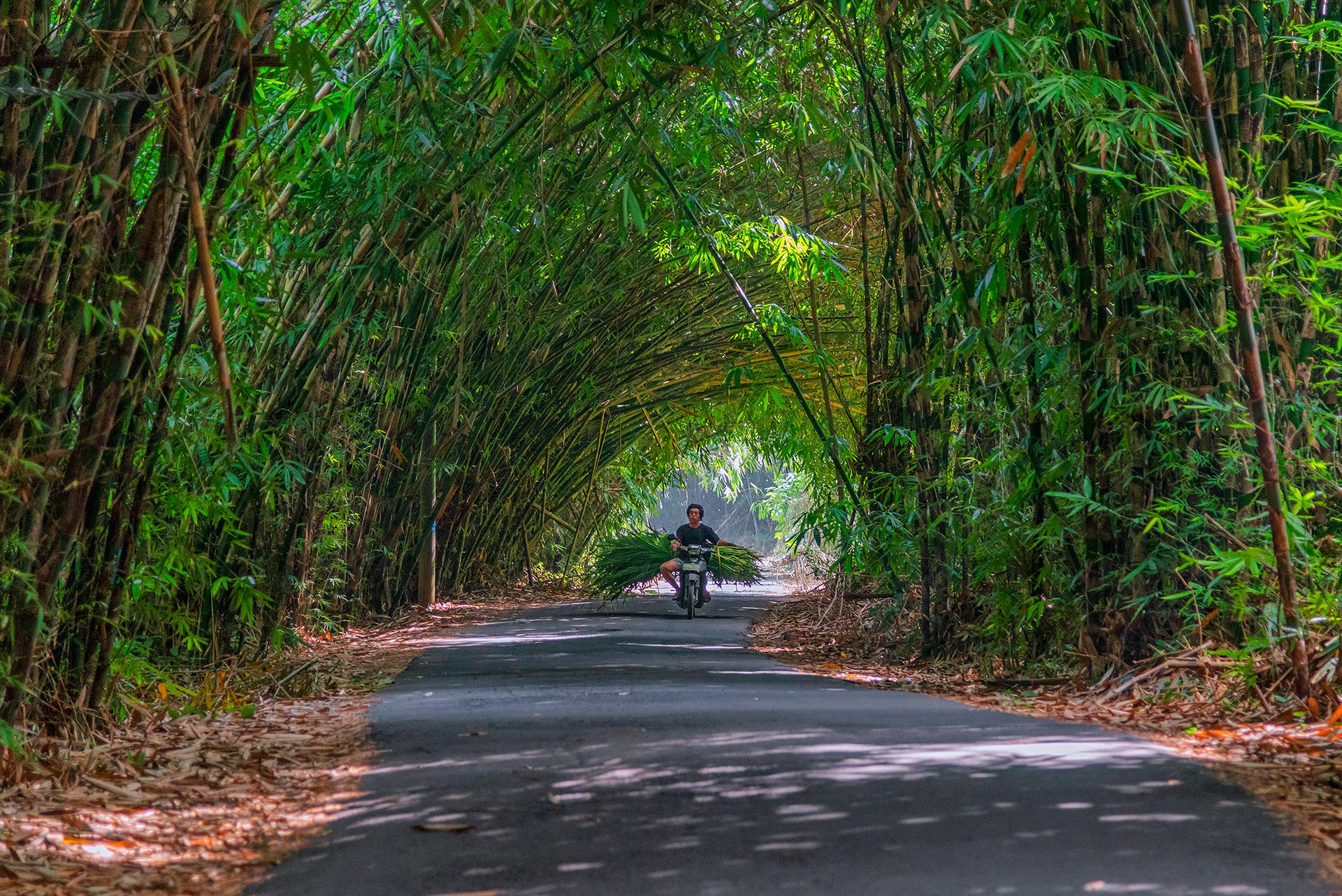 Bali - Bamboo Forest