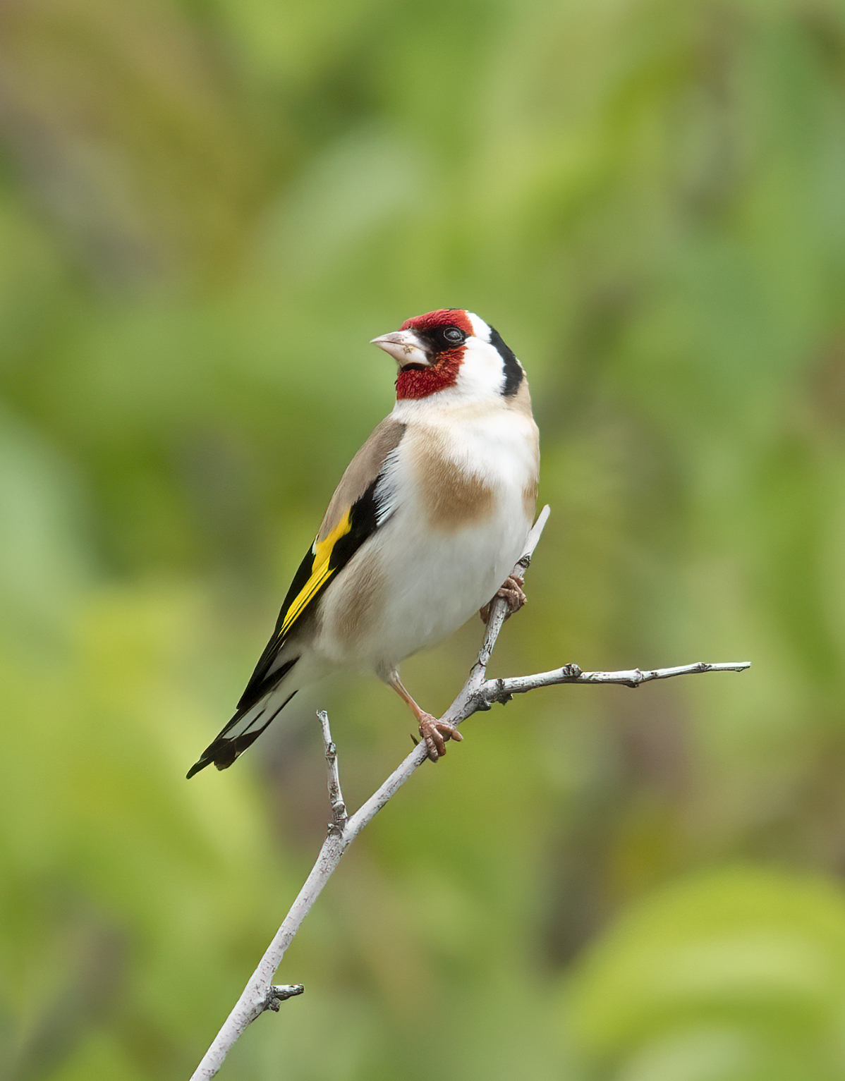 Carduelis Carduelis
