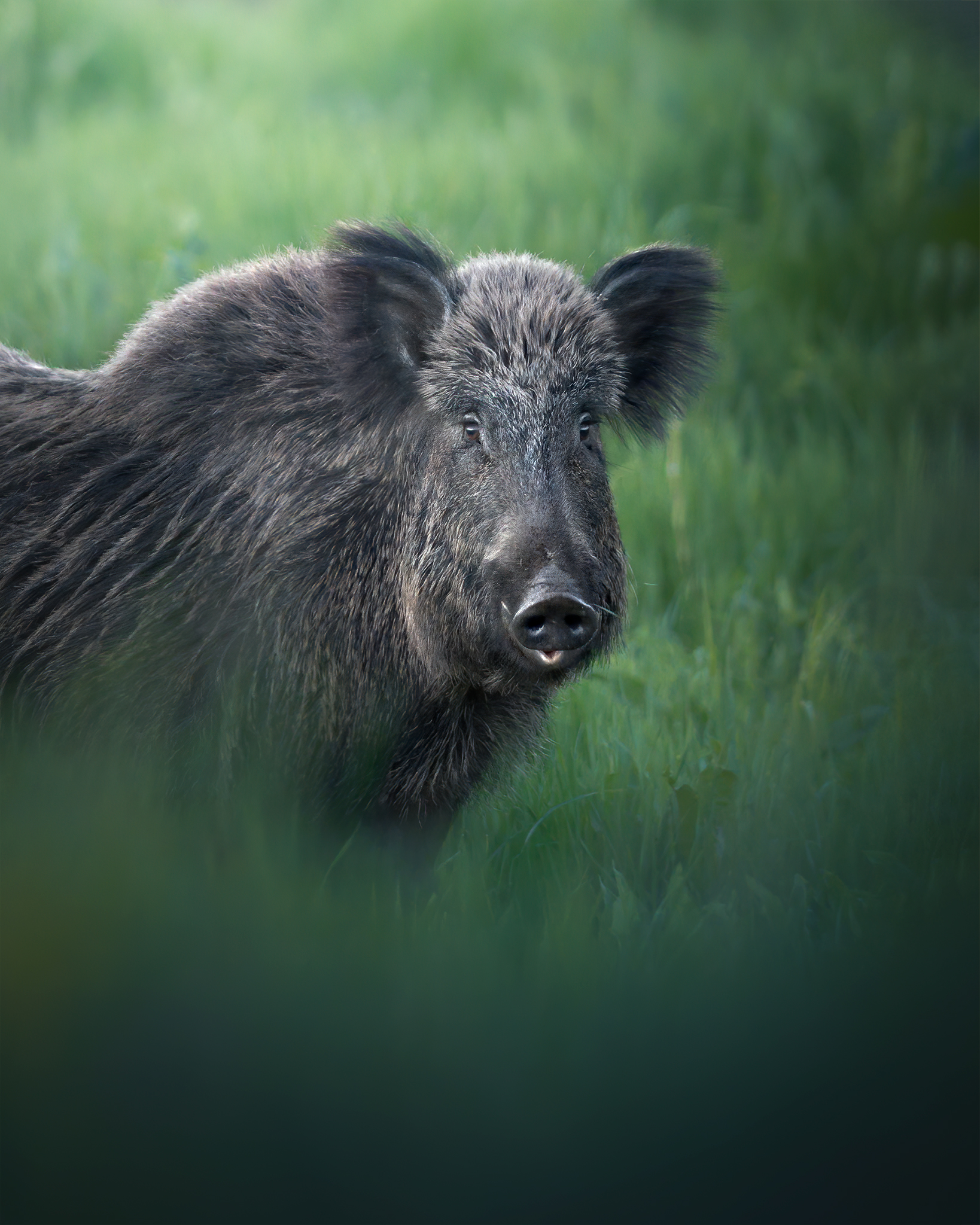 Boar
