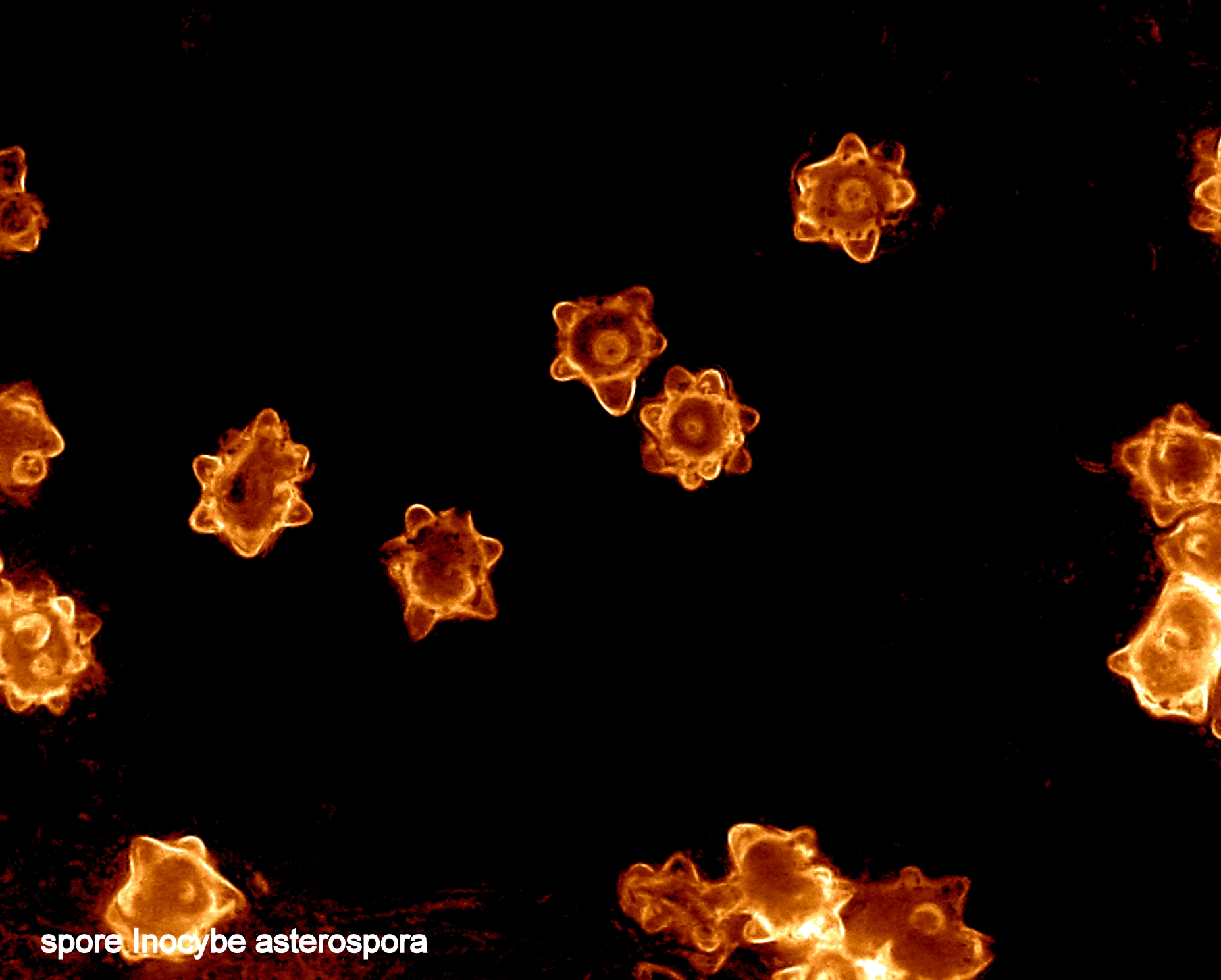 Spore of Inocybe asterospora