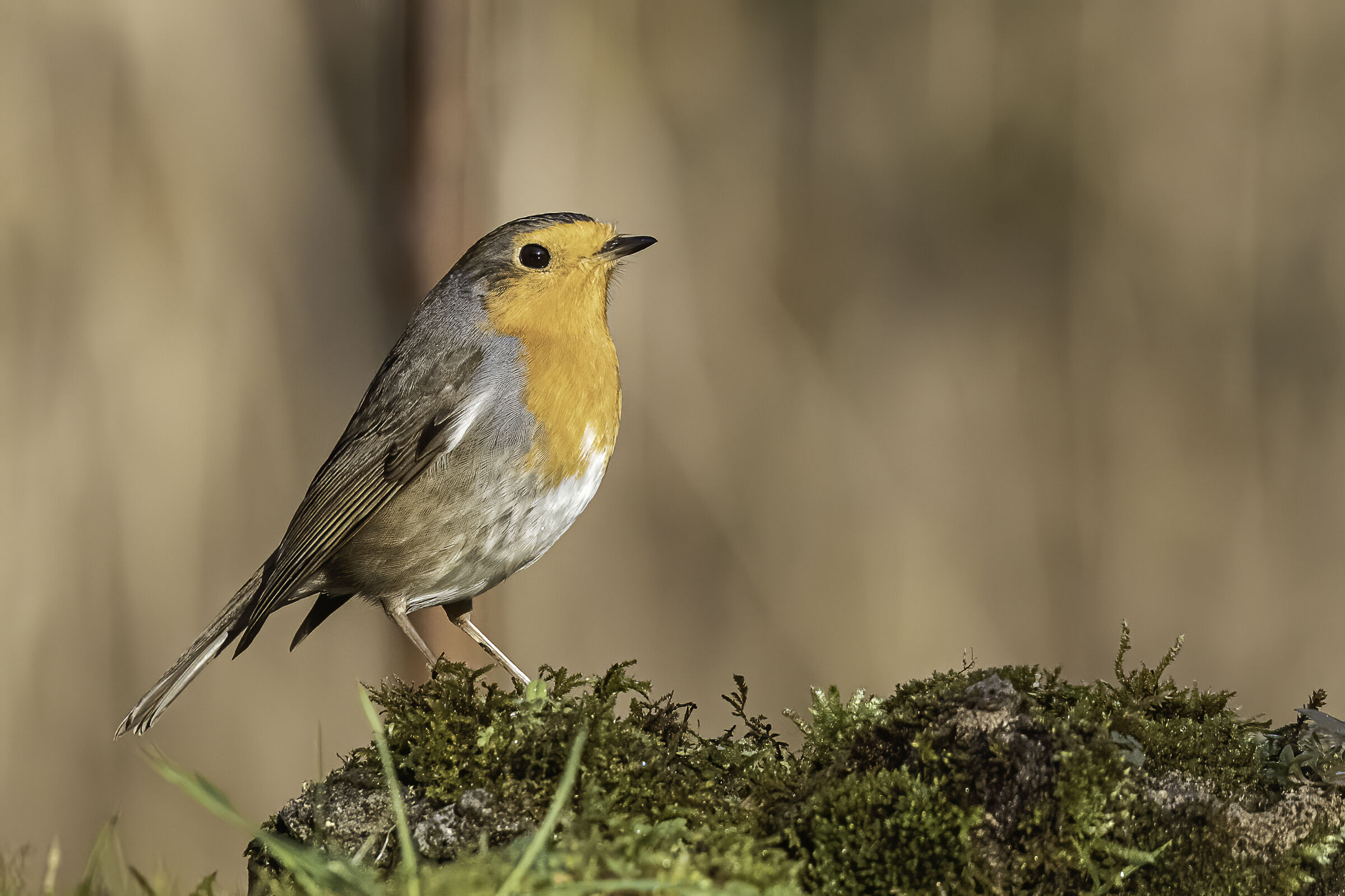 The young Prussian lookout