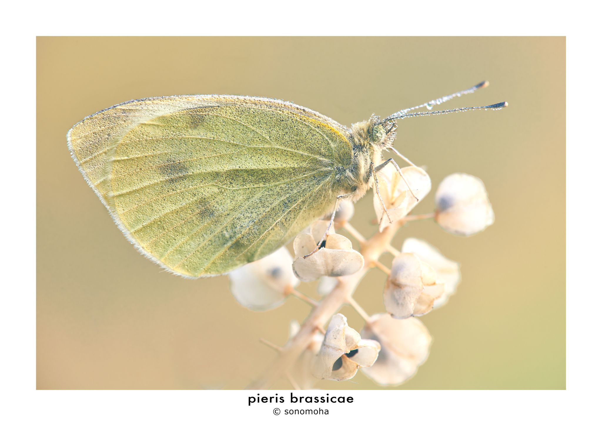 Pieris Brassicae (L., 1758)
