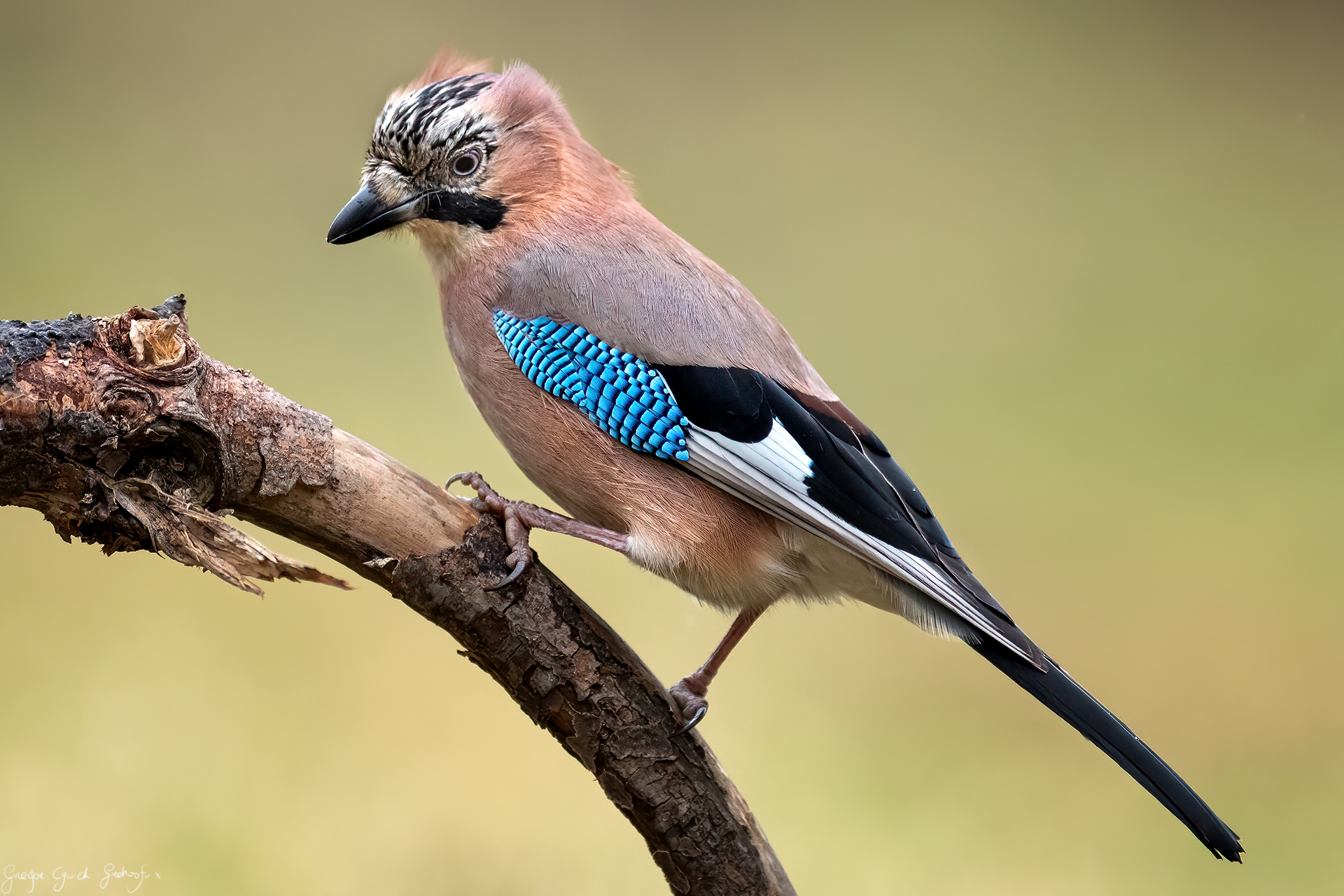 Ghiandaia eurasiatica