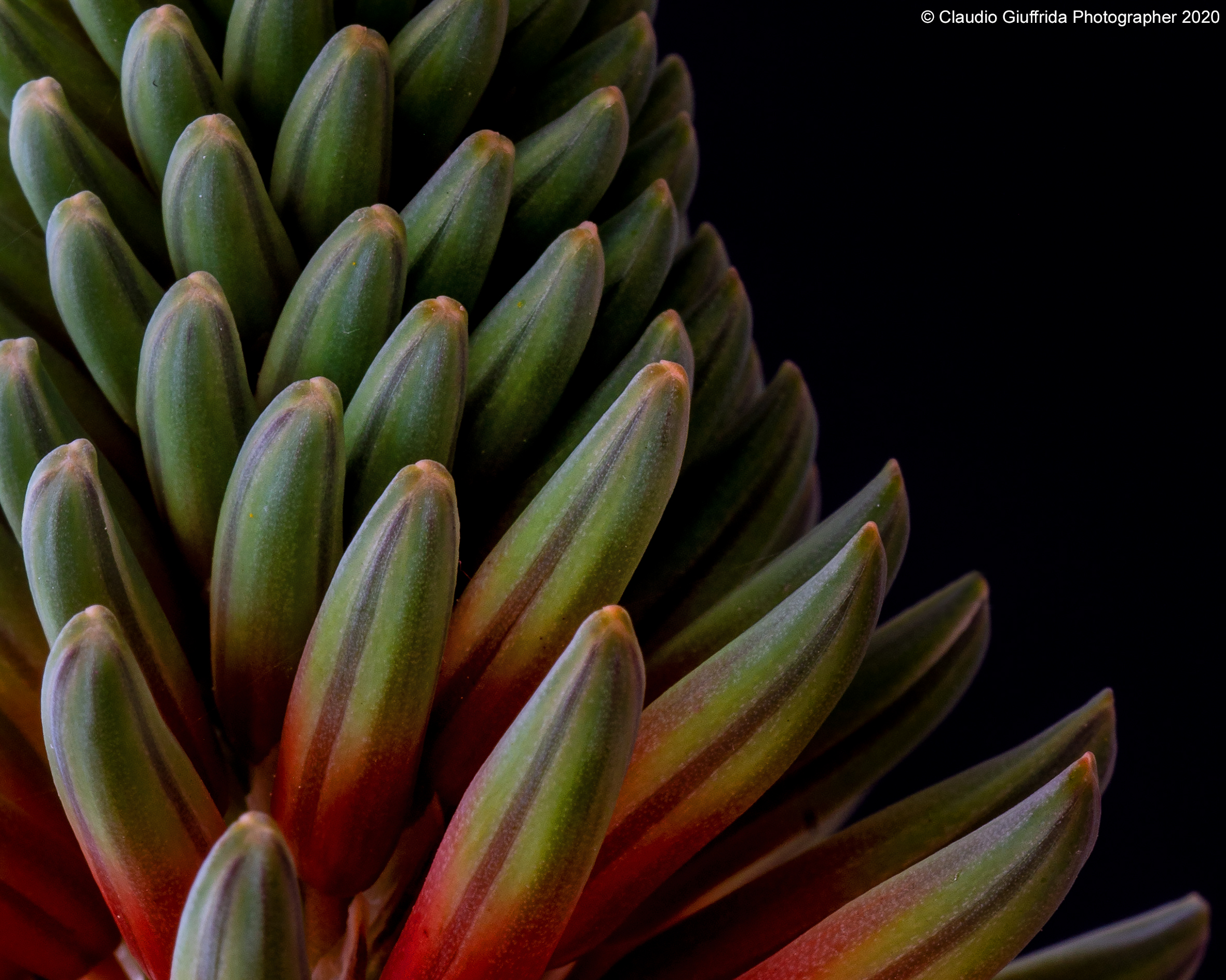 Infiorescenza di Aloe arborescens