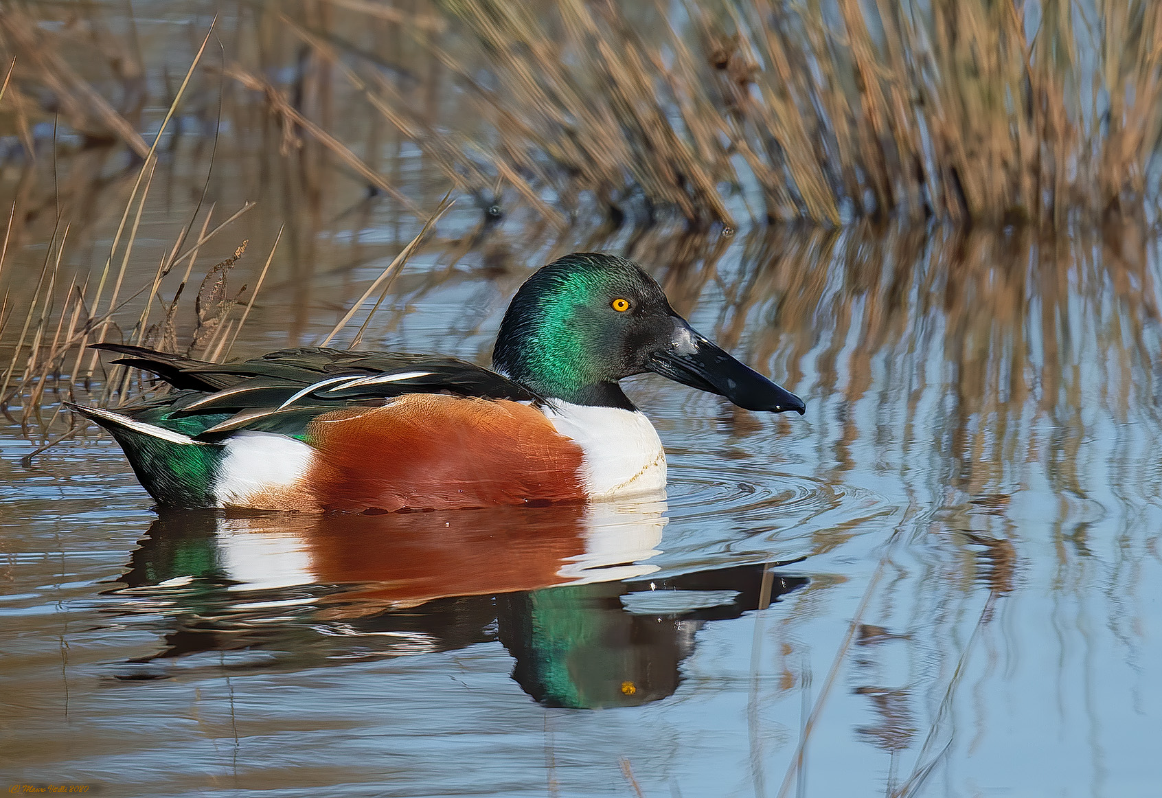 Mestolone (Anas Clypeata)