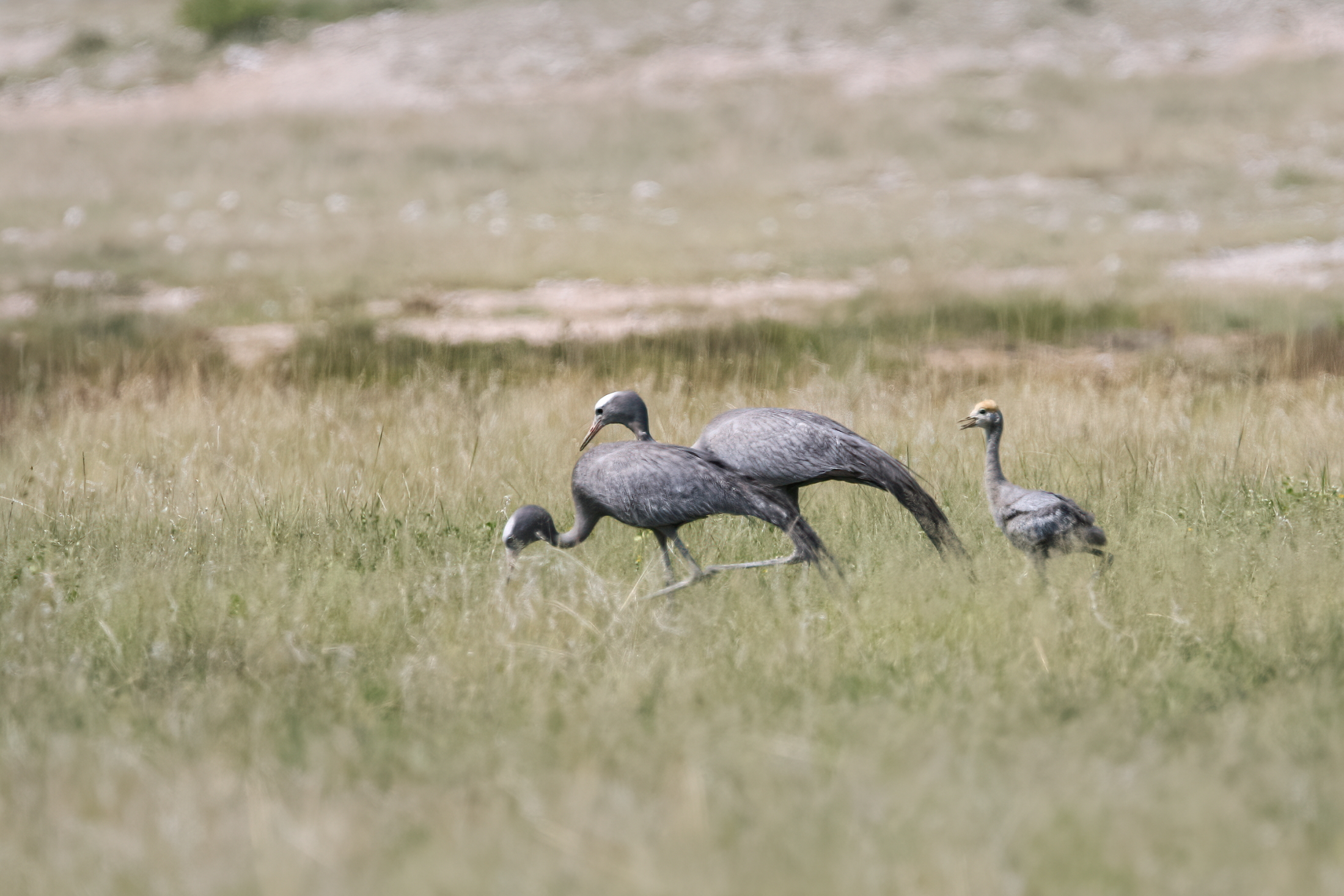 Gru del paradiso (Grus paradisea)