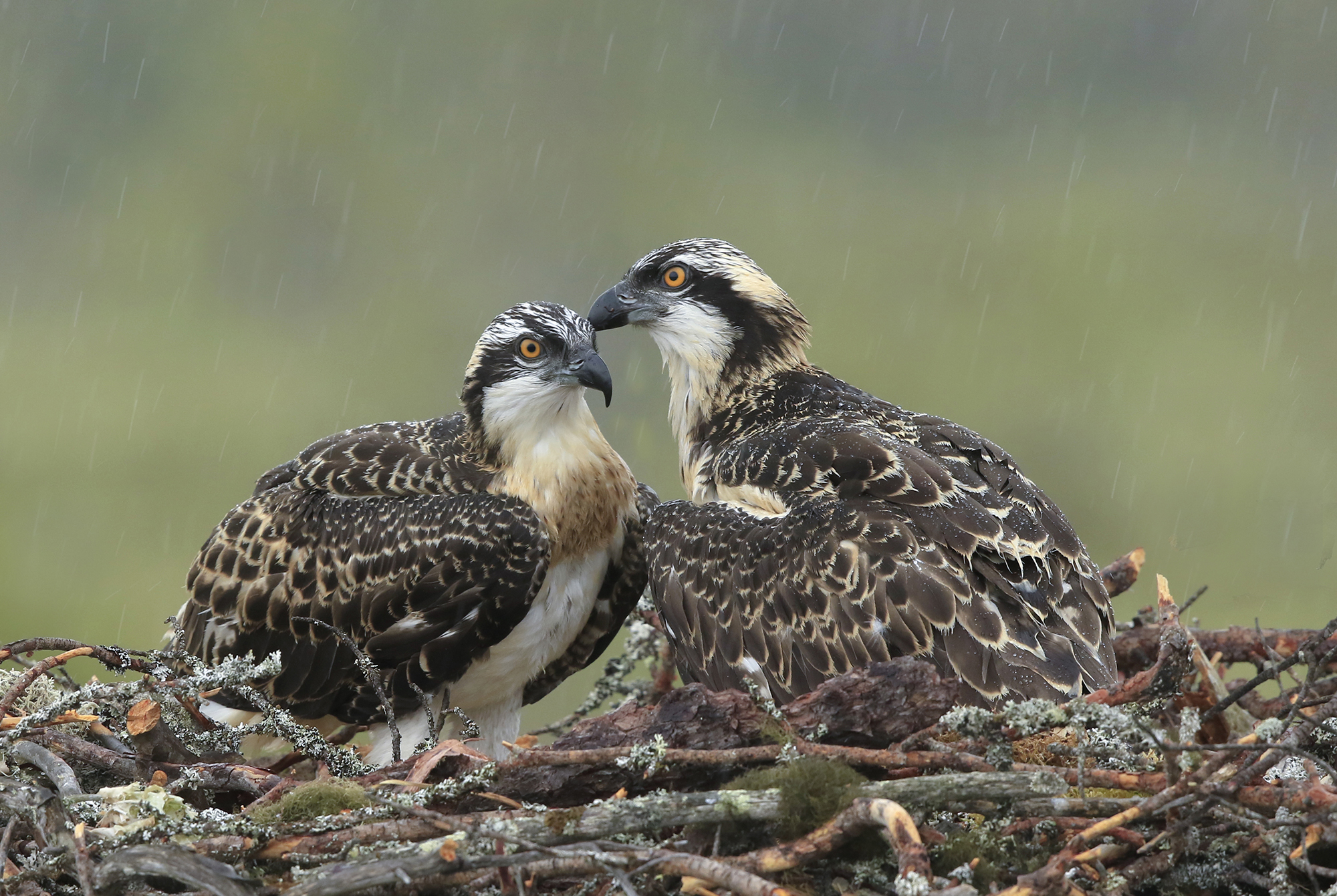 sotto la pioggia, falchi pescatori