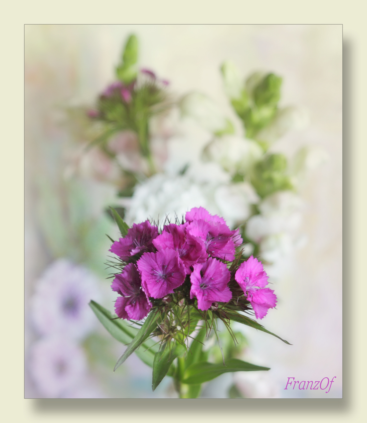 Fiori, meraviglie del creato