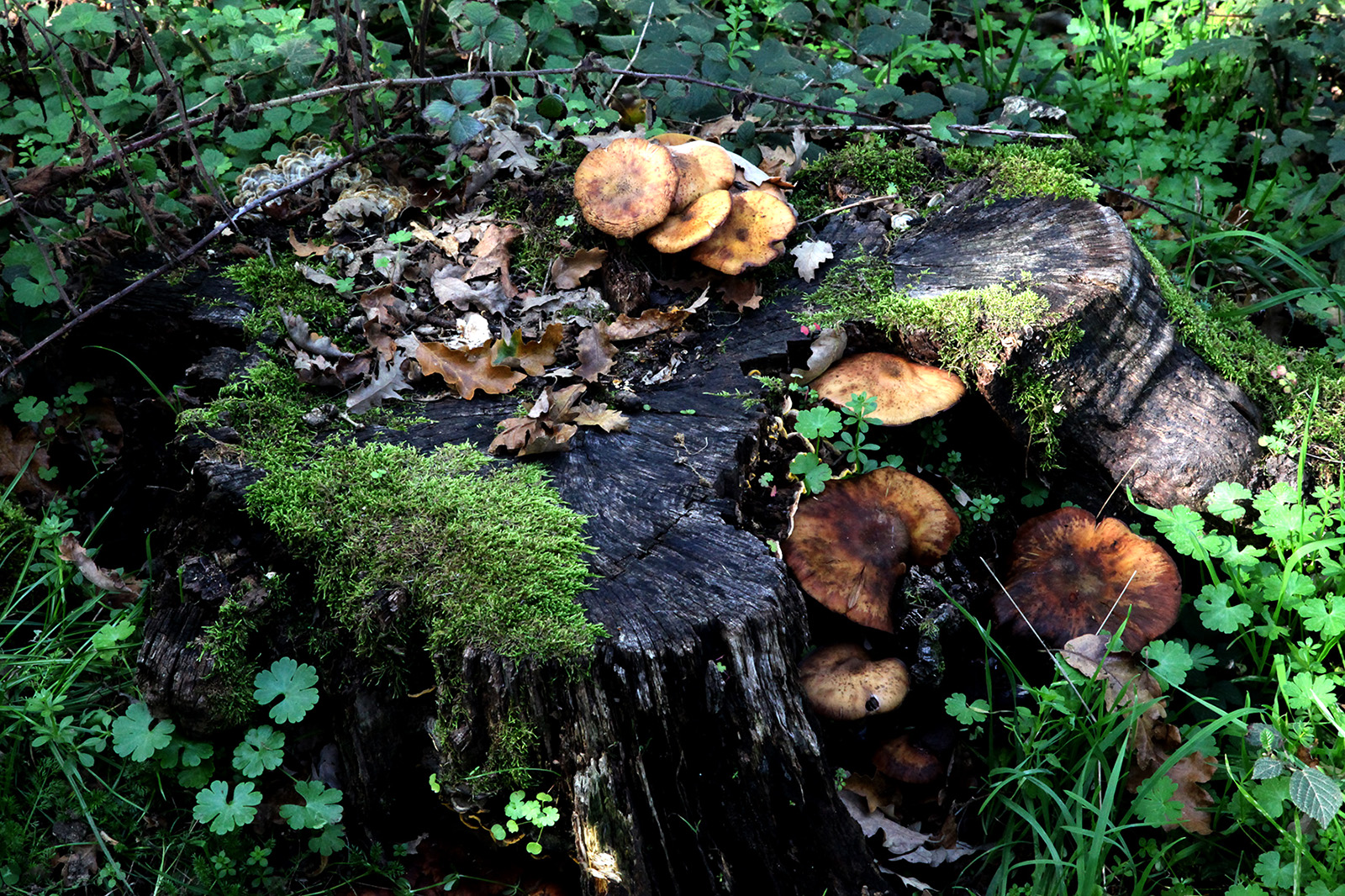 mushrooms and