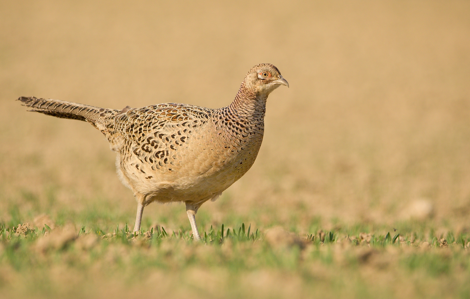 gallina fagiano