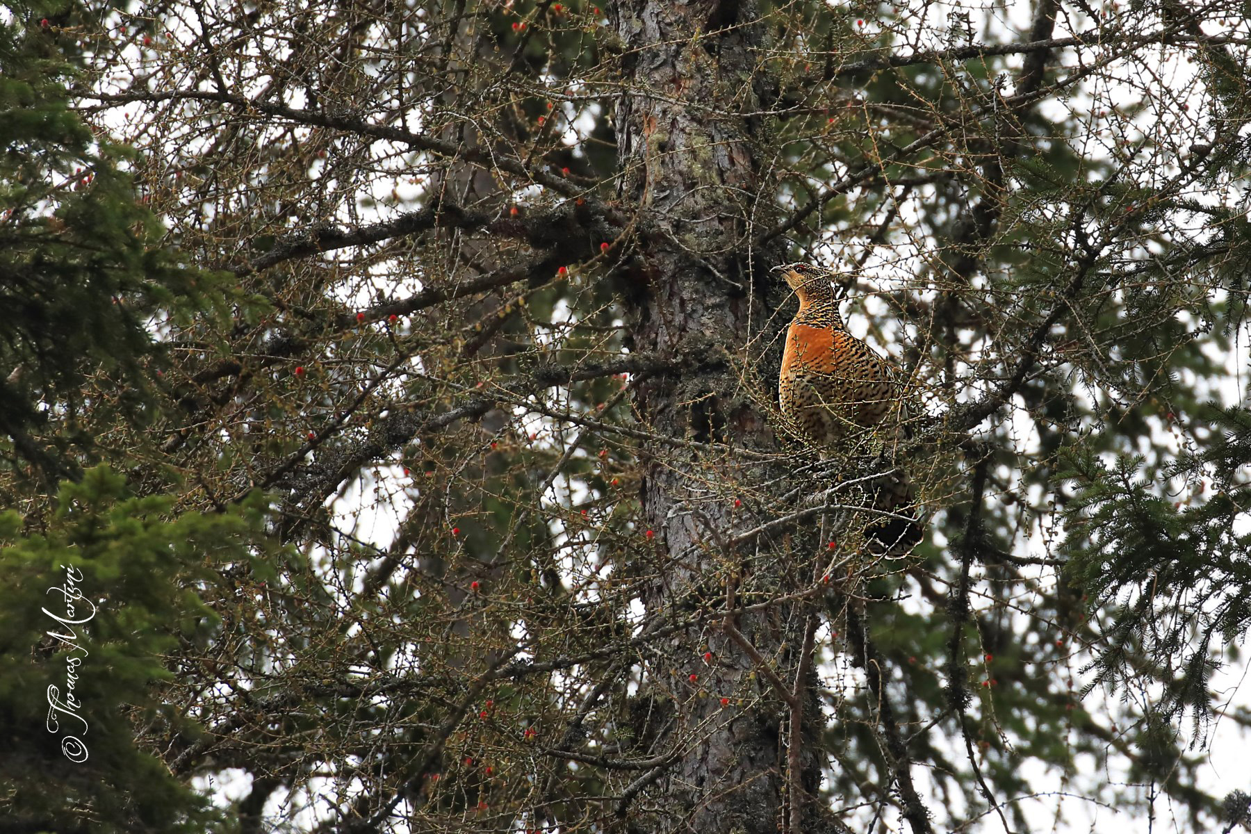 La cedrona e le gemme