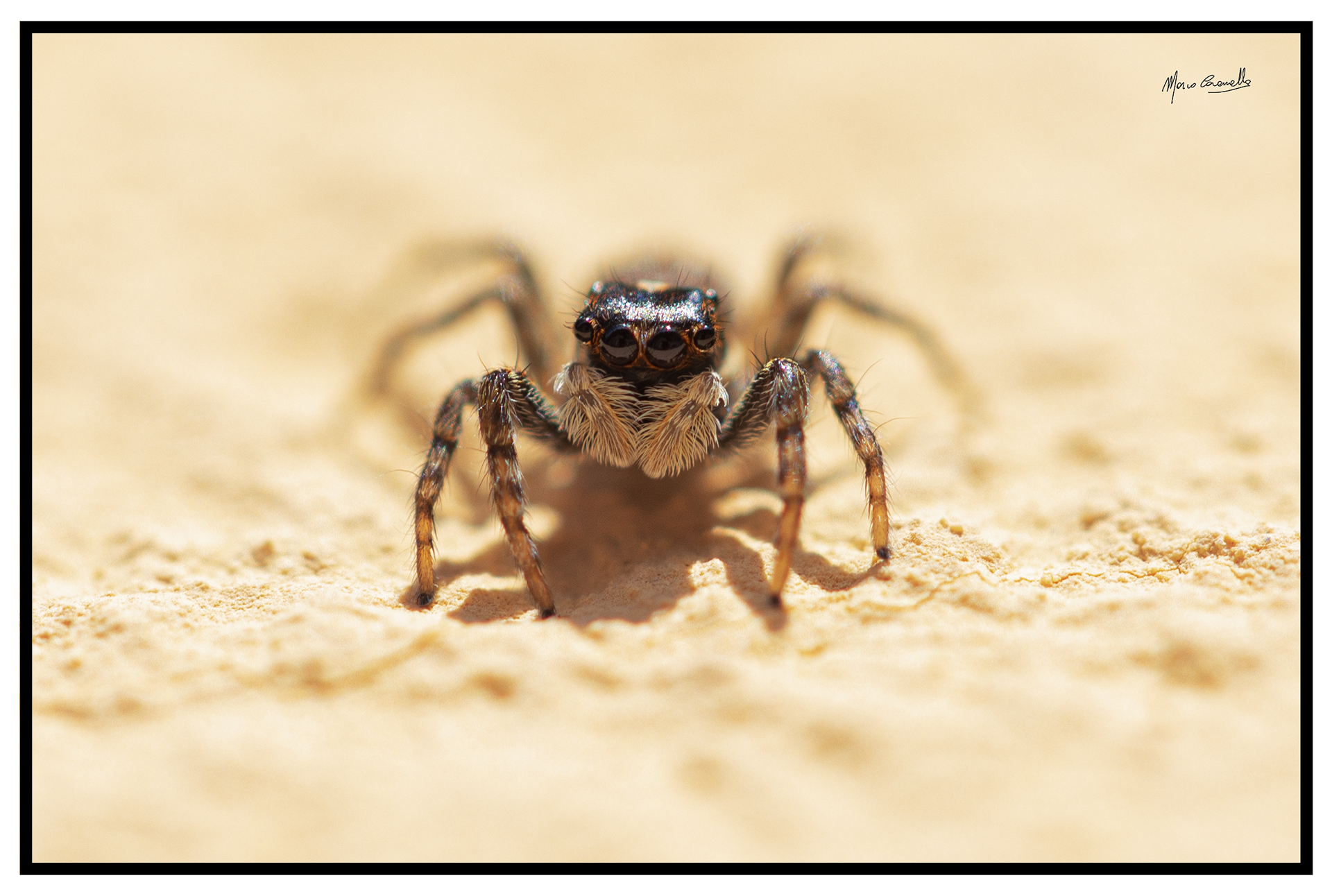 Salticidae