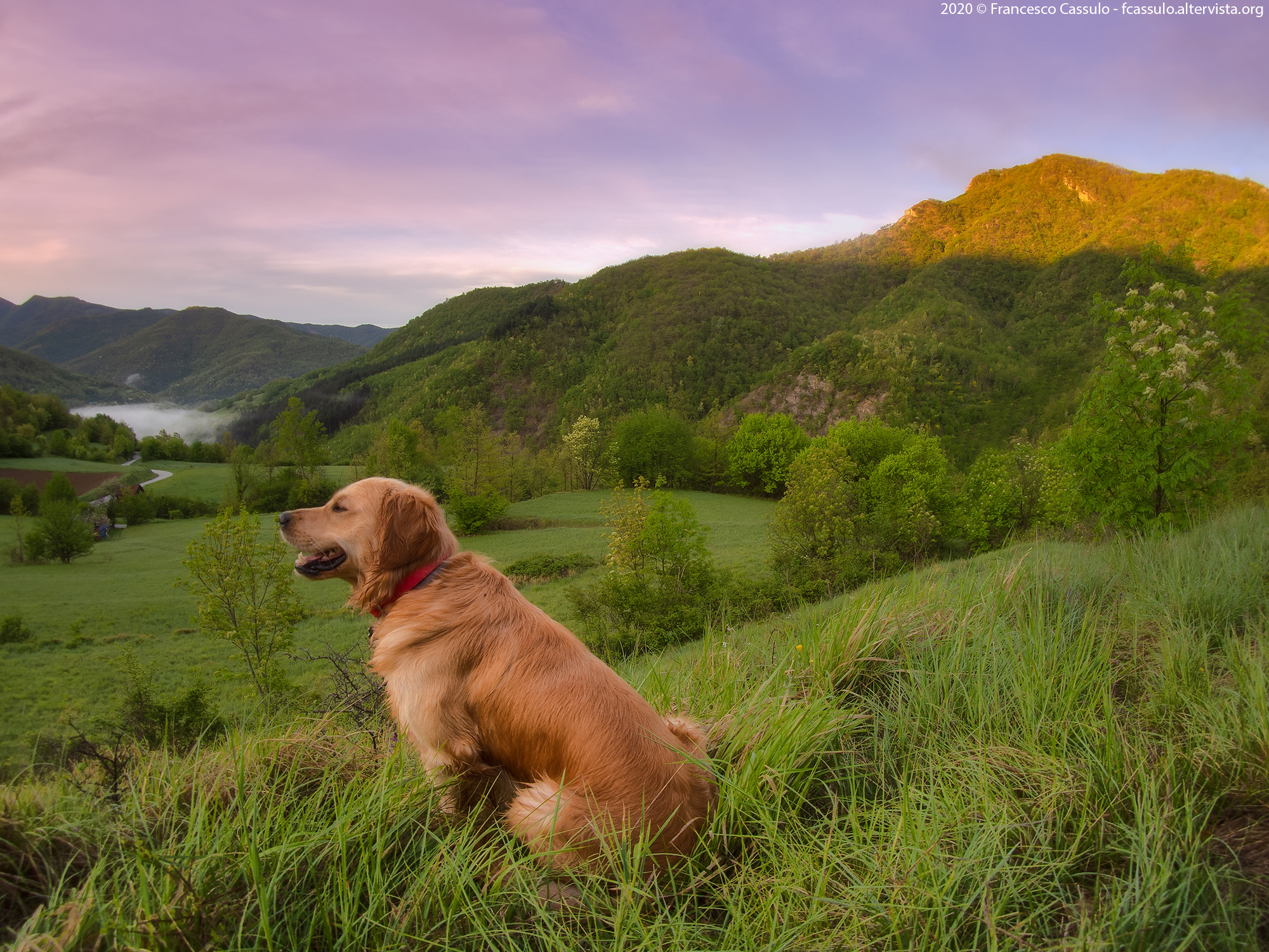 Bric - Golden Retriever
