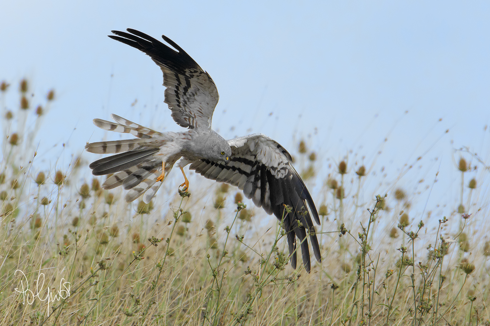 l' Attacco dell' Albanella