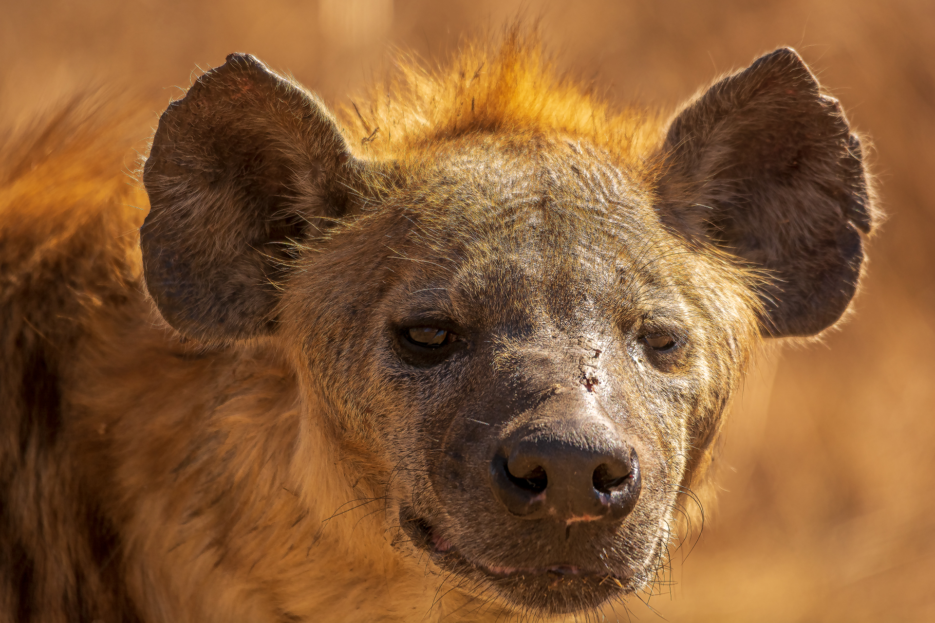Hyena