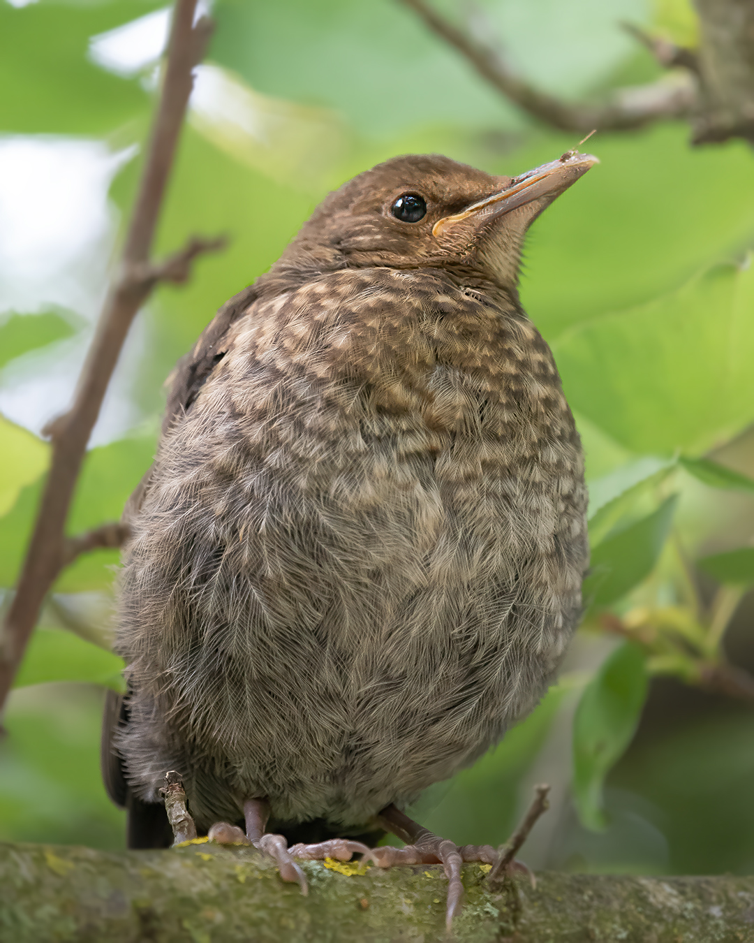 female blackbird