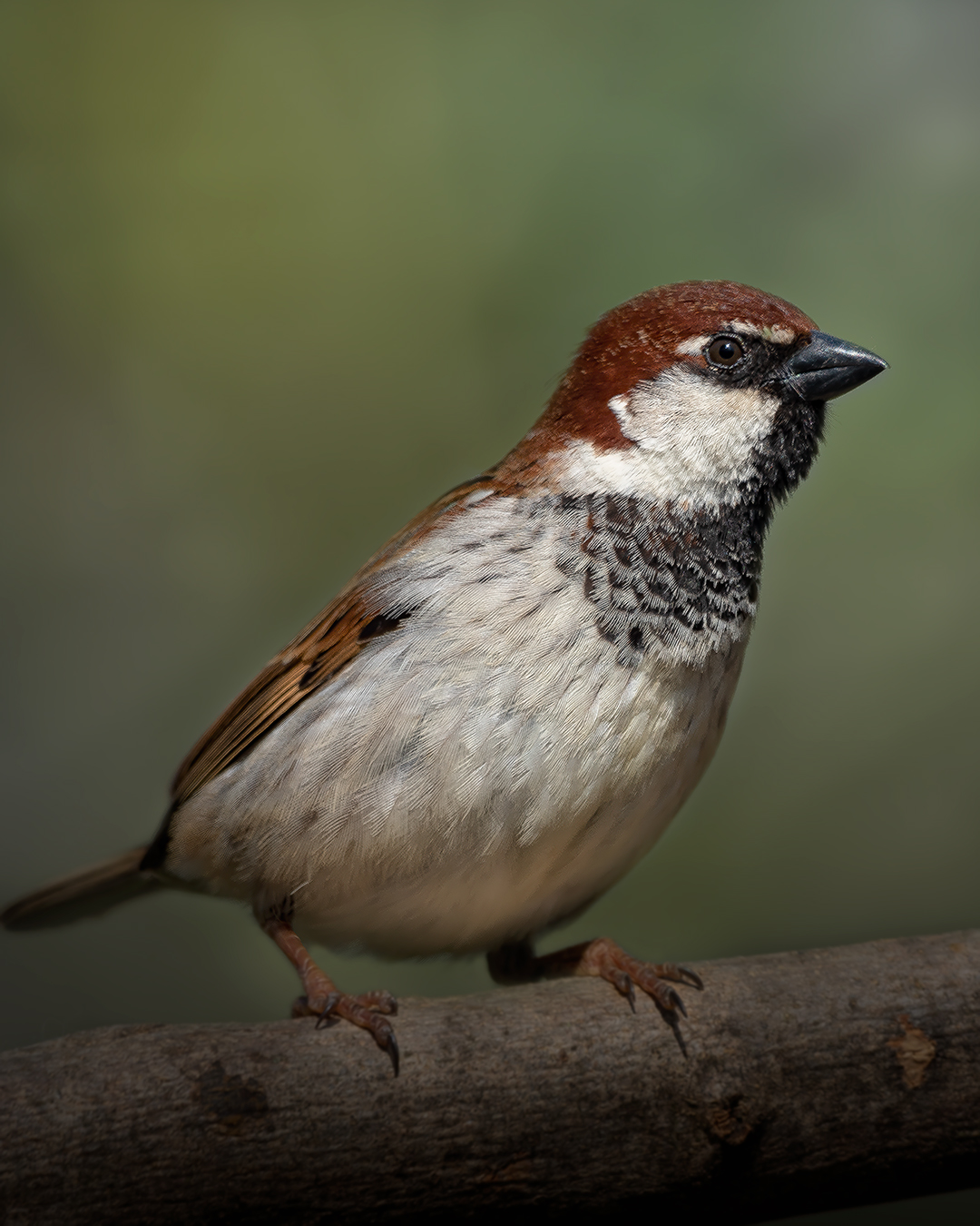 Sparrow