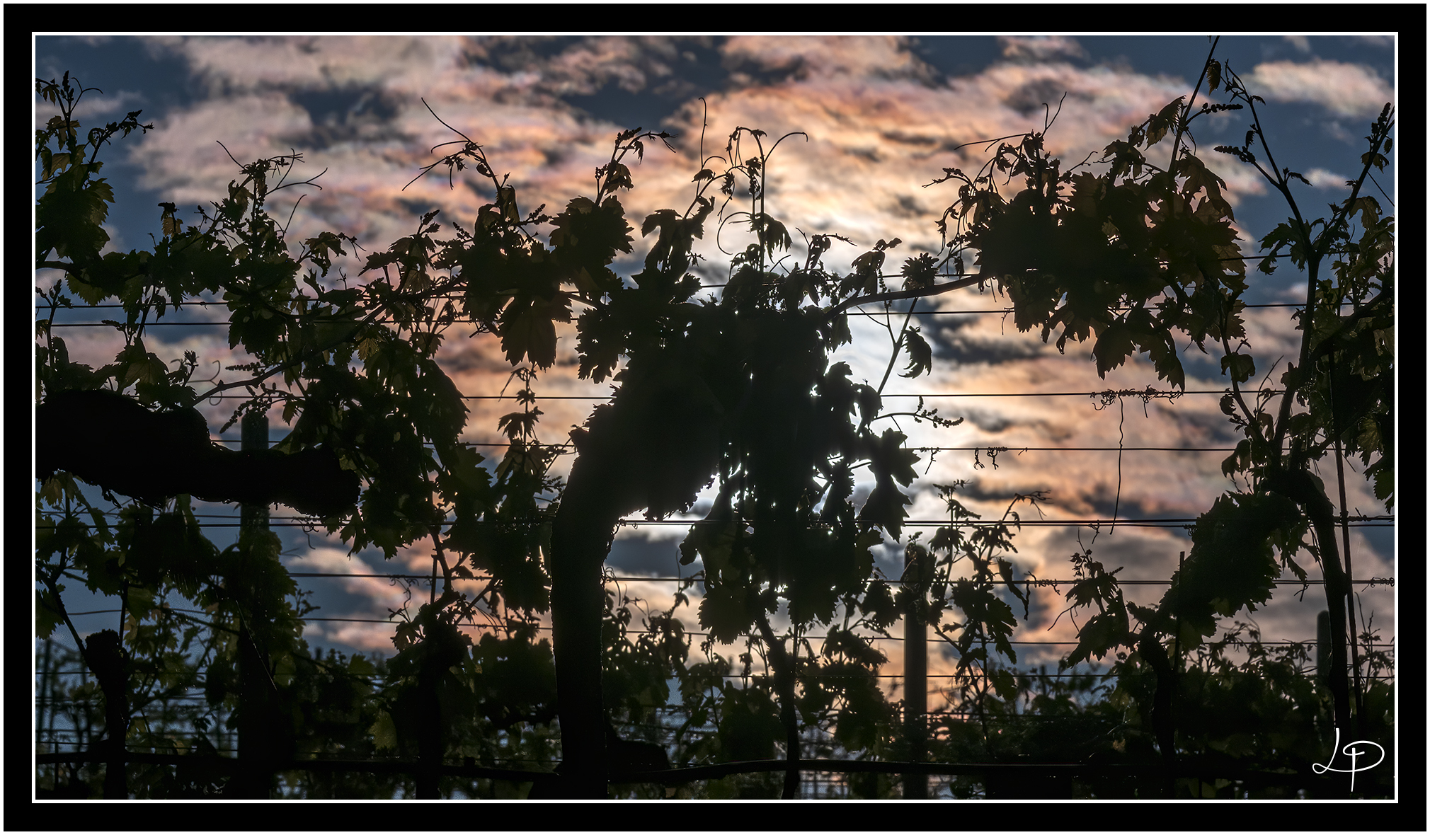 Untitled Photo
