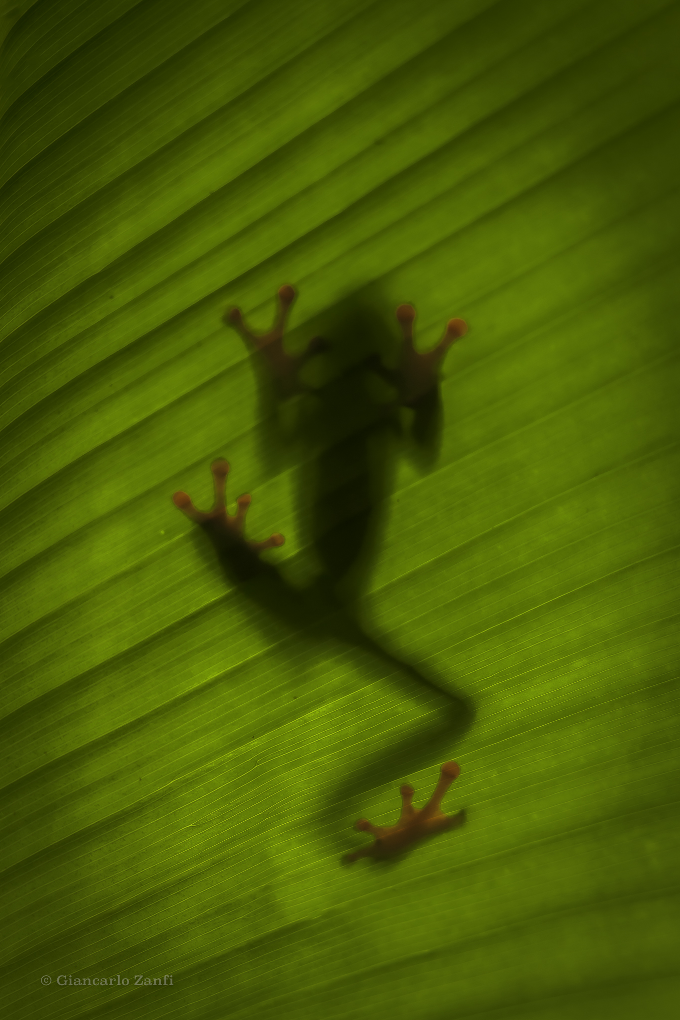 Frog seen in transparency on a leaf