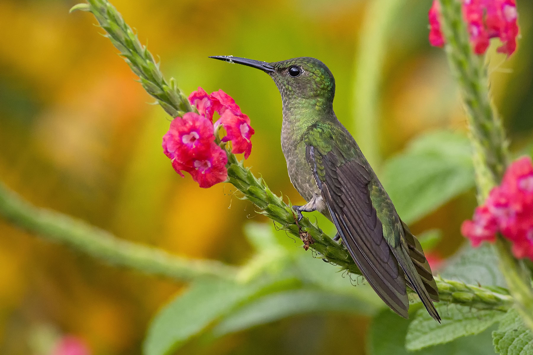 Colibrì dal petto squamosa (Phaeochroa cuvierii)