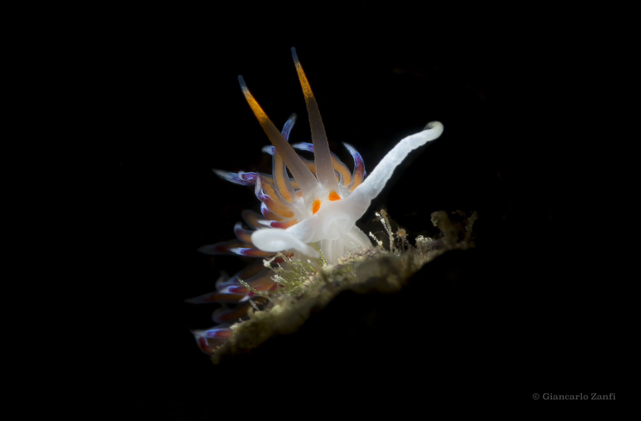 Flabellina Peregrina