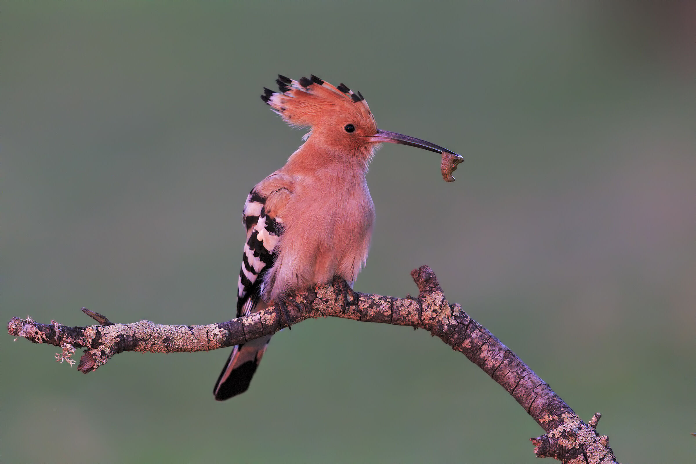 Hoopoe