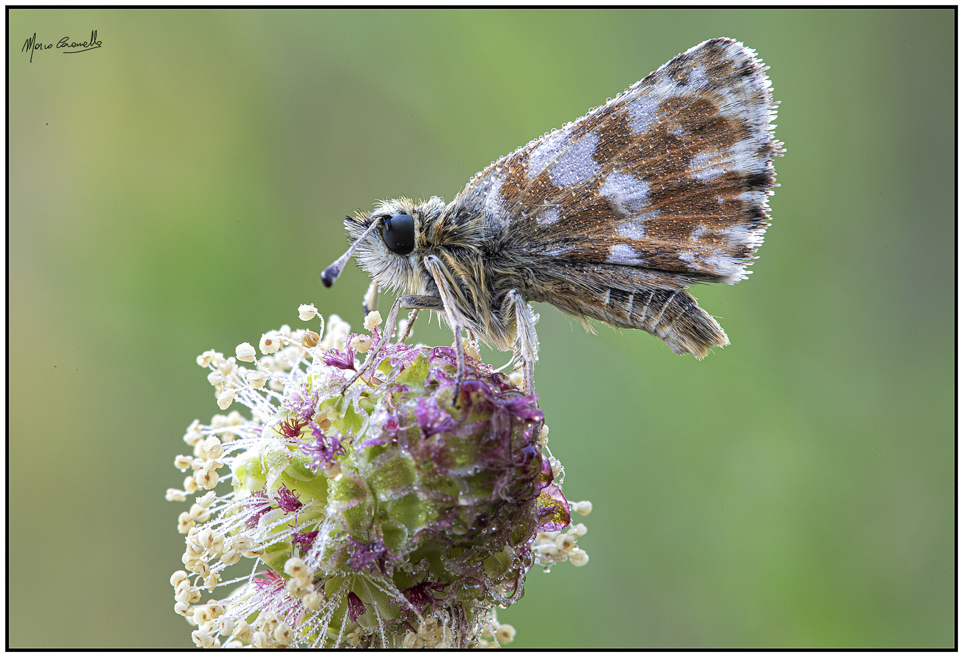 Spialia sertorius