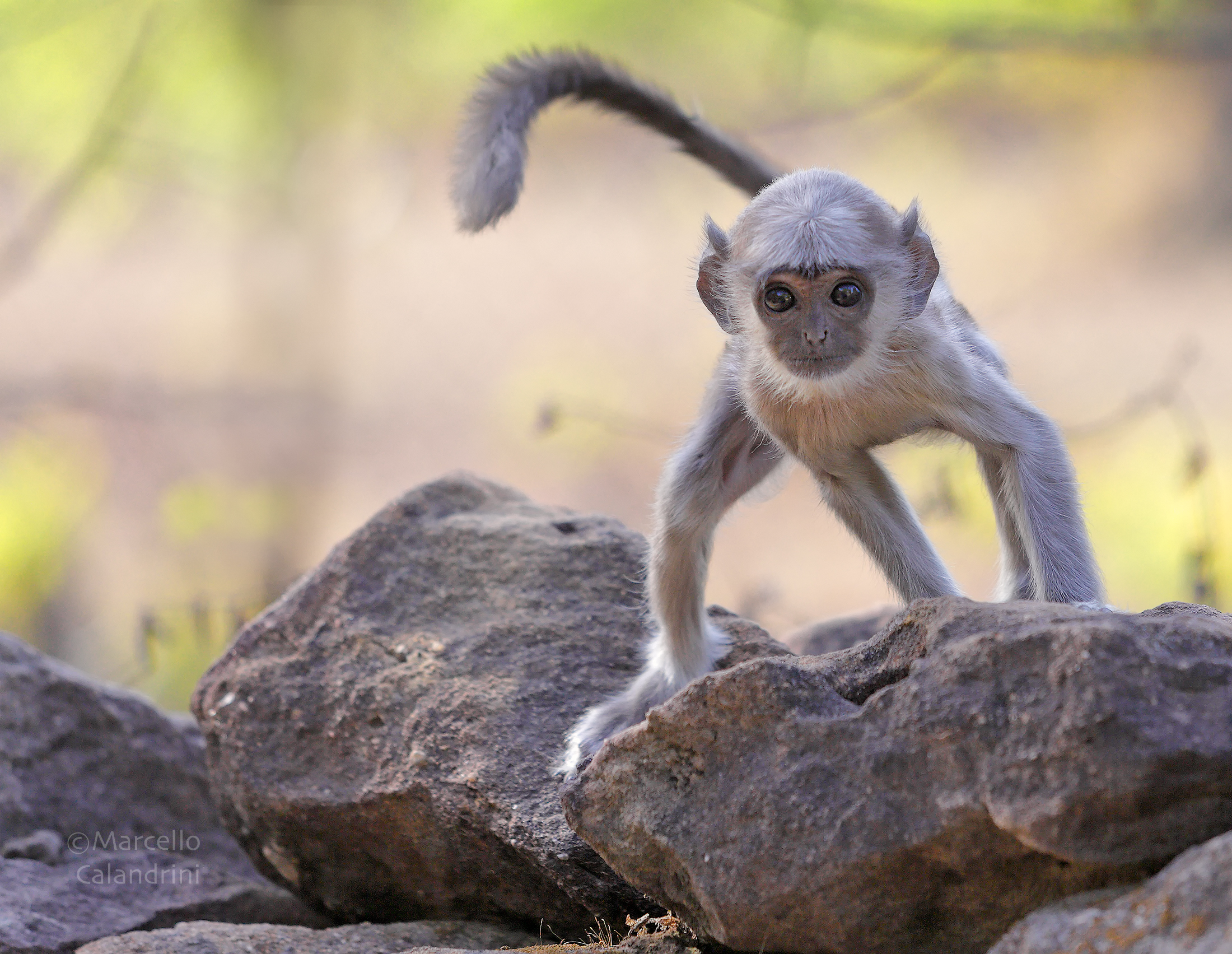 Little Langur