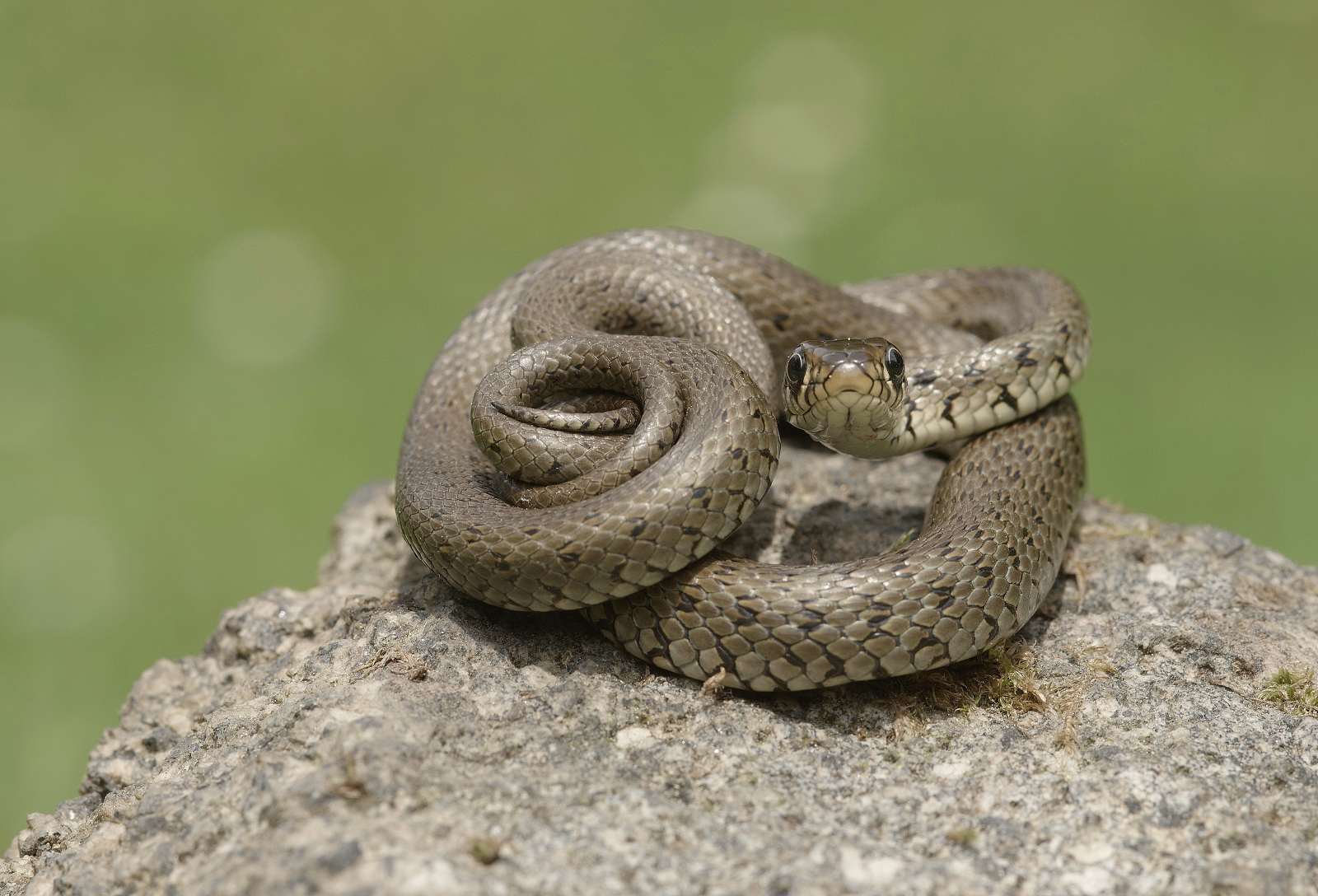 Grass snake
