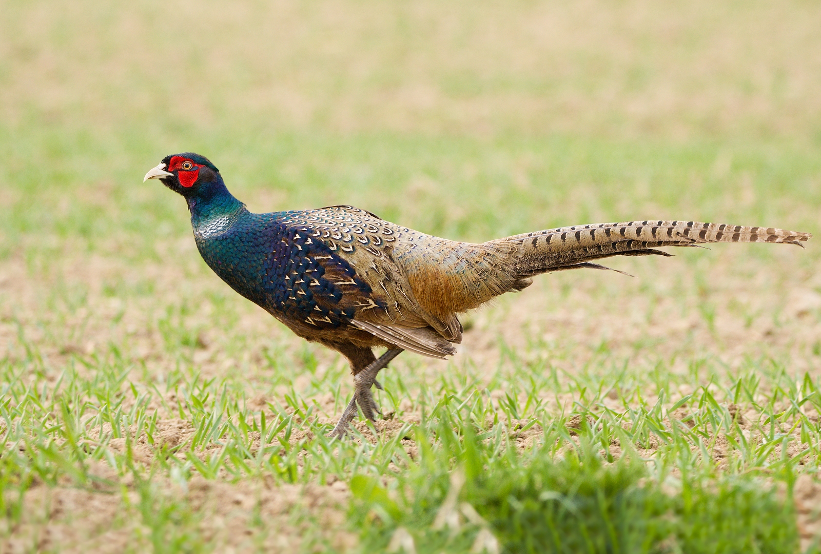 Cuban pheasant rare coloring