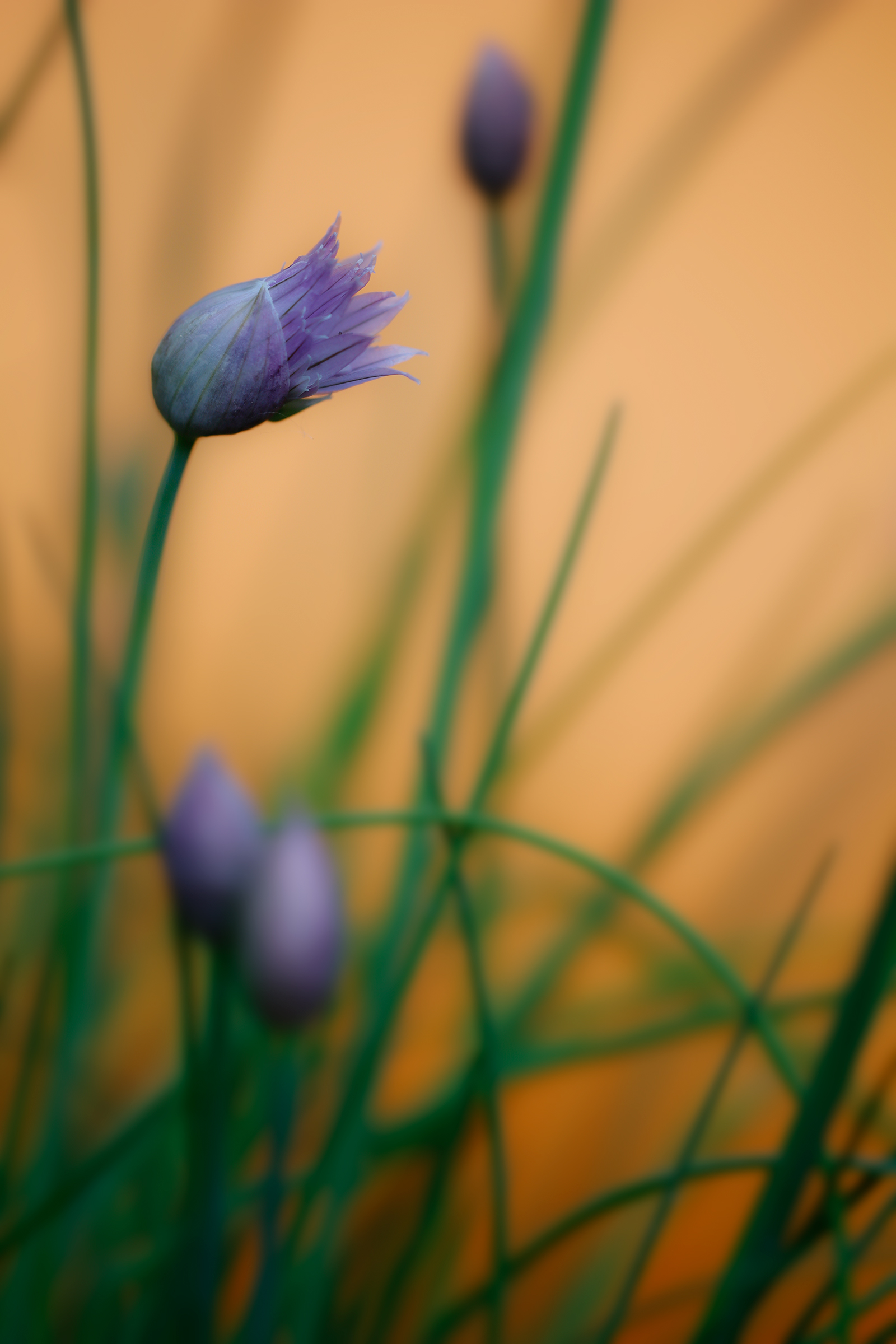 "Allium schoenoprasum" in bud.