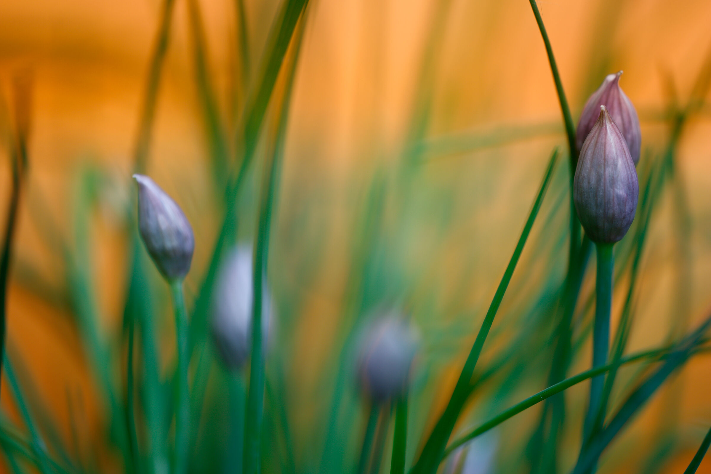 "Allium schoenoprasum" in bud.