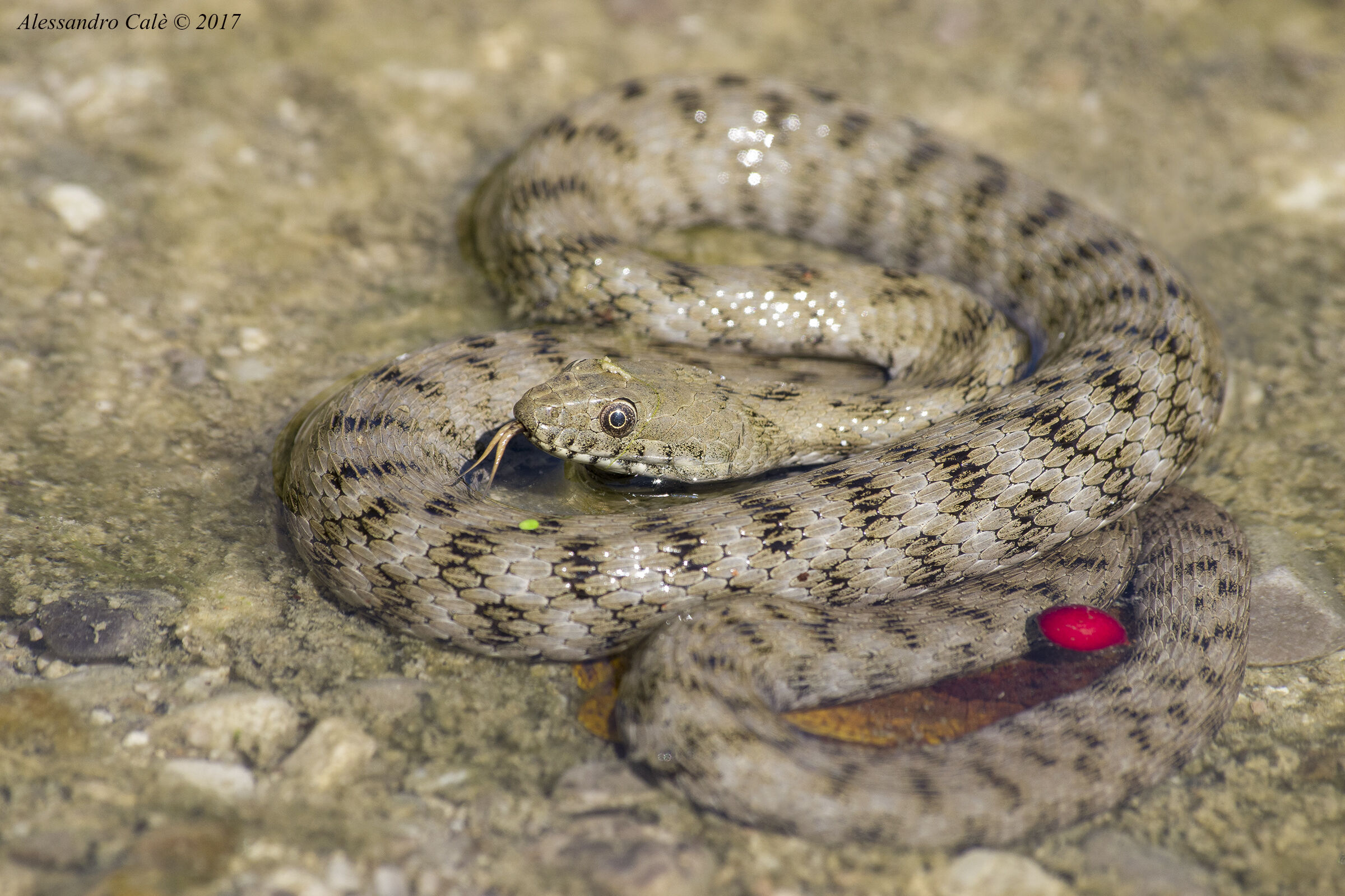 Natrix tessellata (Biscia tessellata) 2931