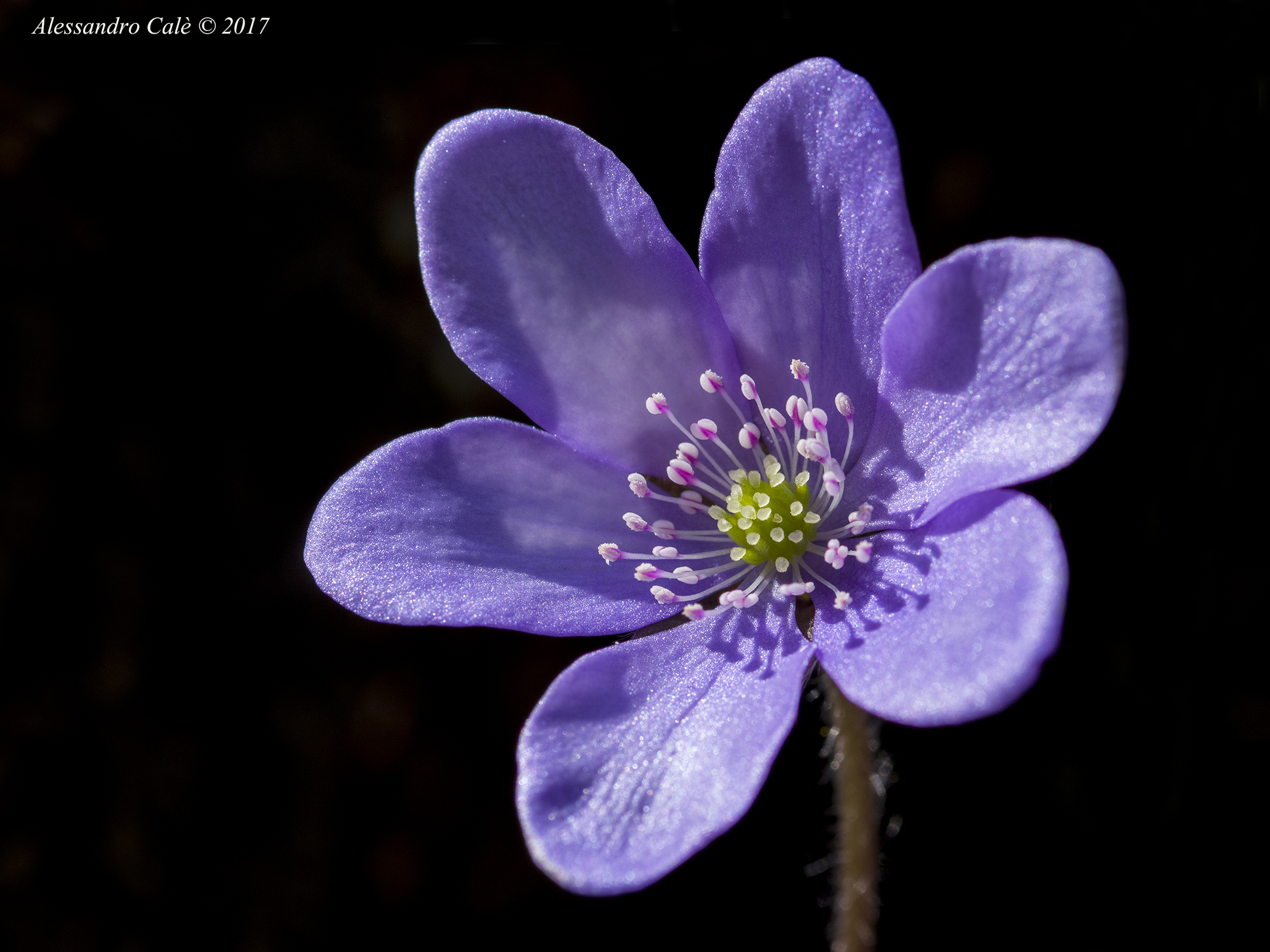 Hepatica nobilis (Anemone epatica) 1367