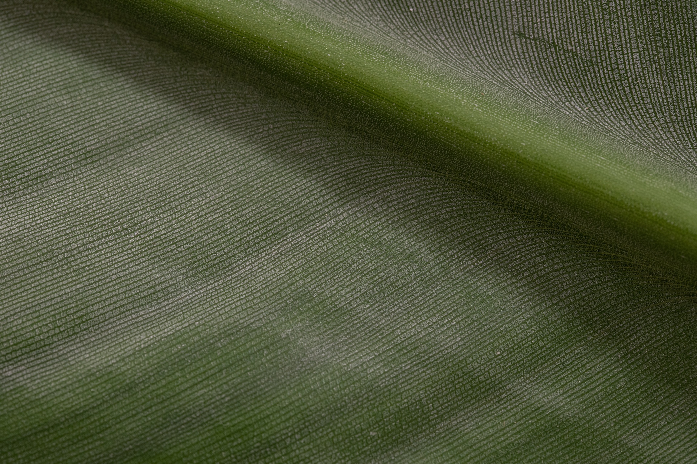 Green strelizia leaf