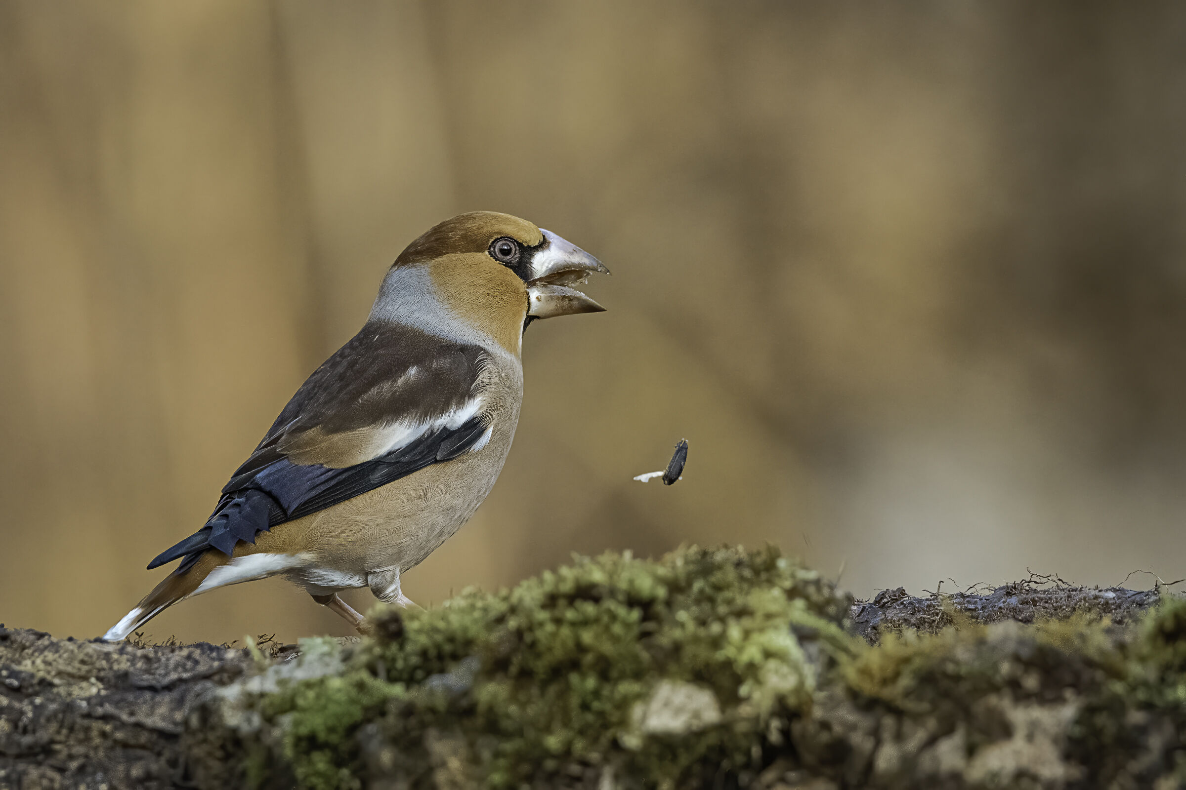 The peel is not eaten...