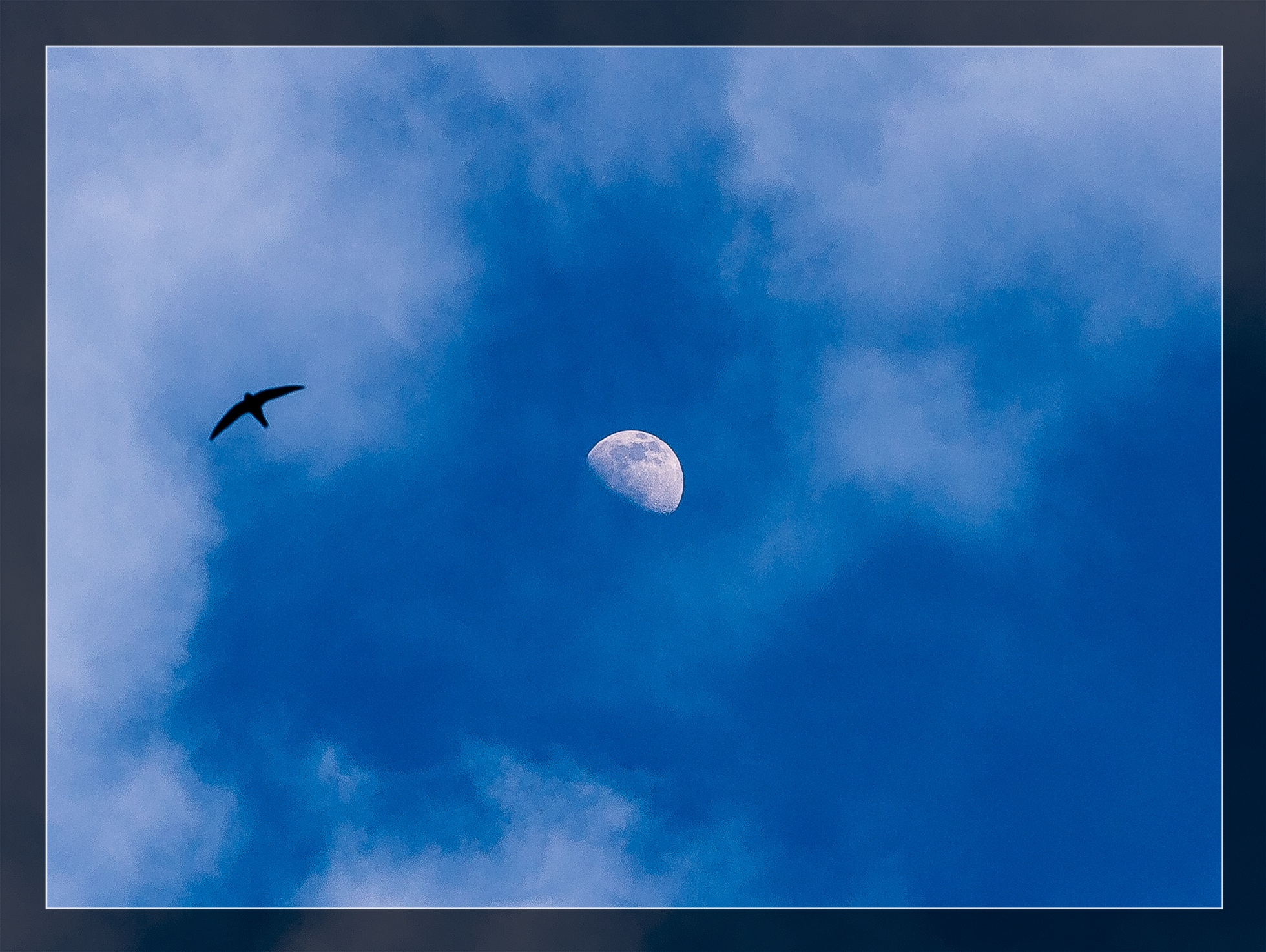 The Swallow