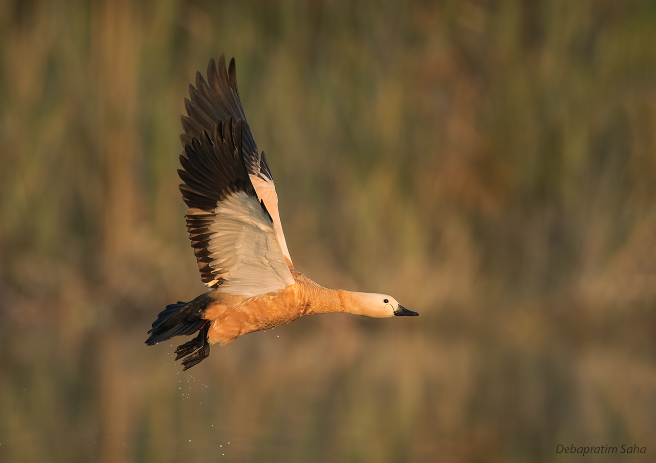 Ruddy Shelduck