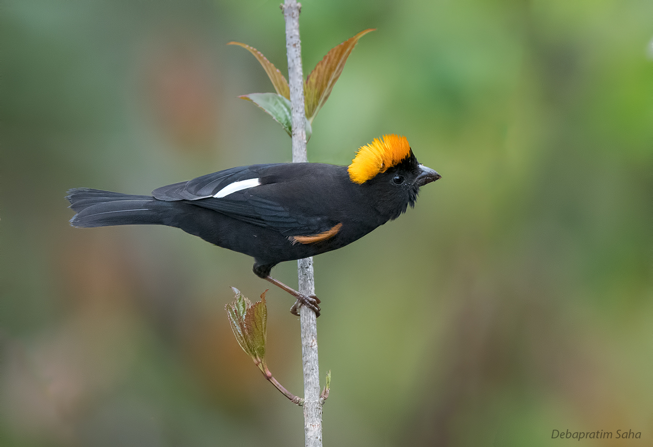Gold-naped finch