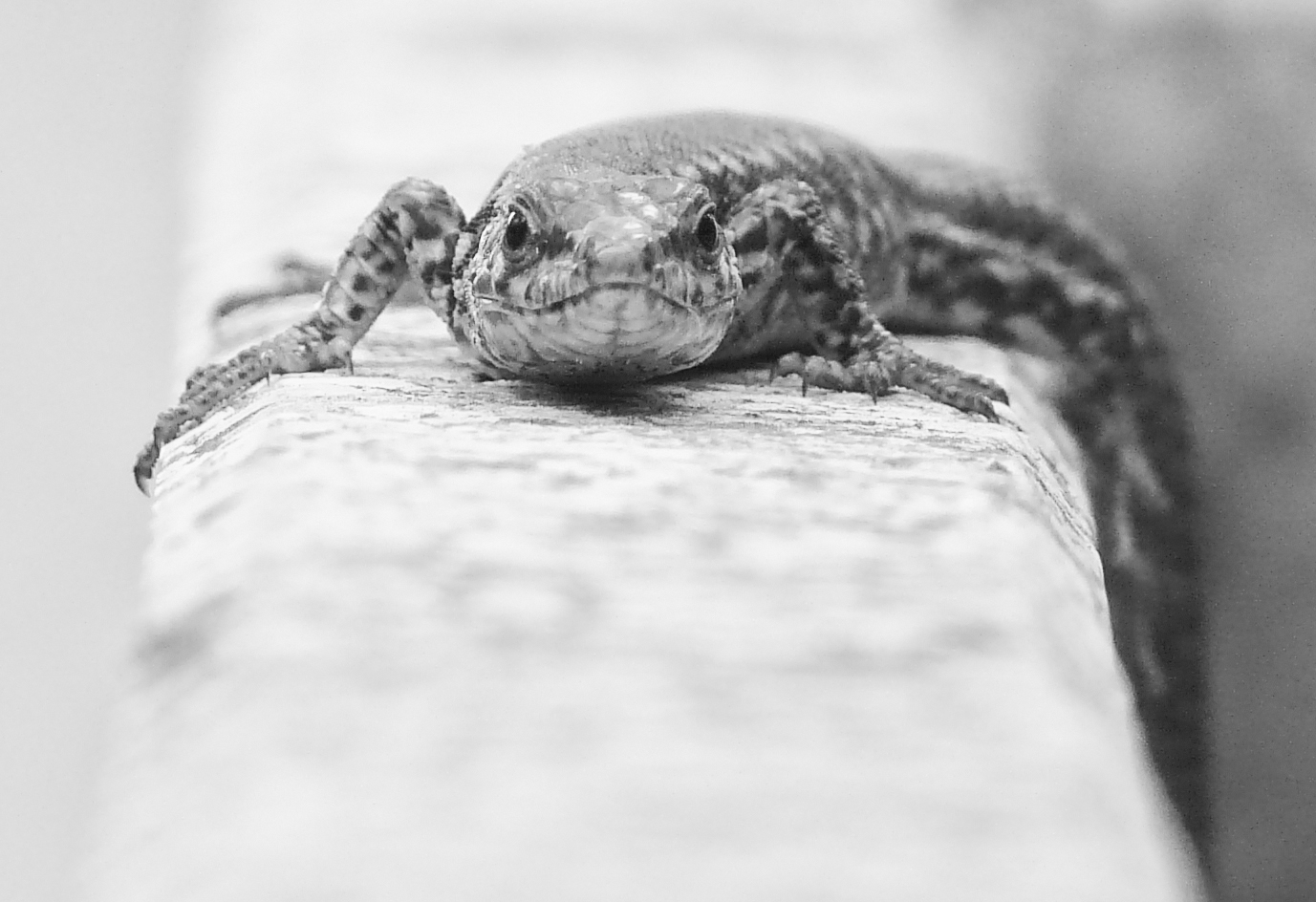 lucertola in giardino