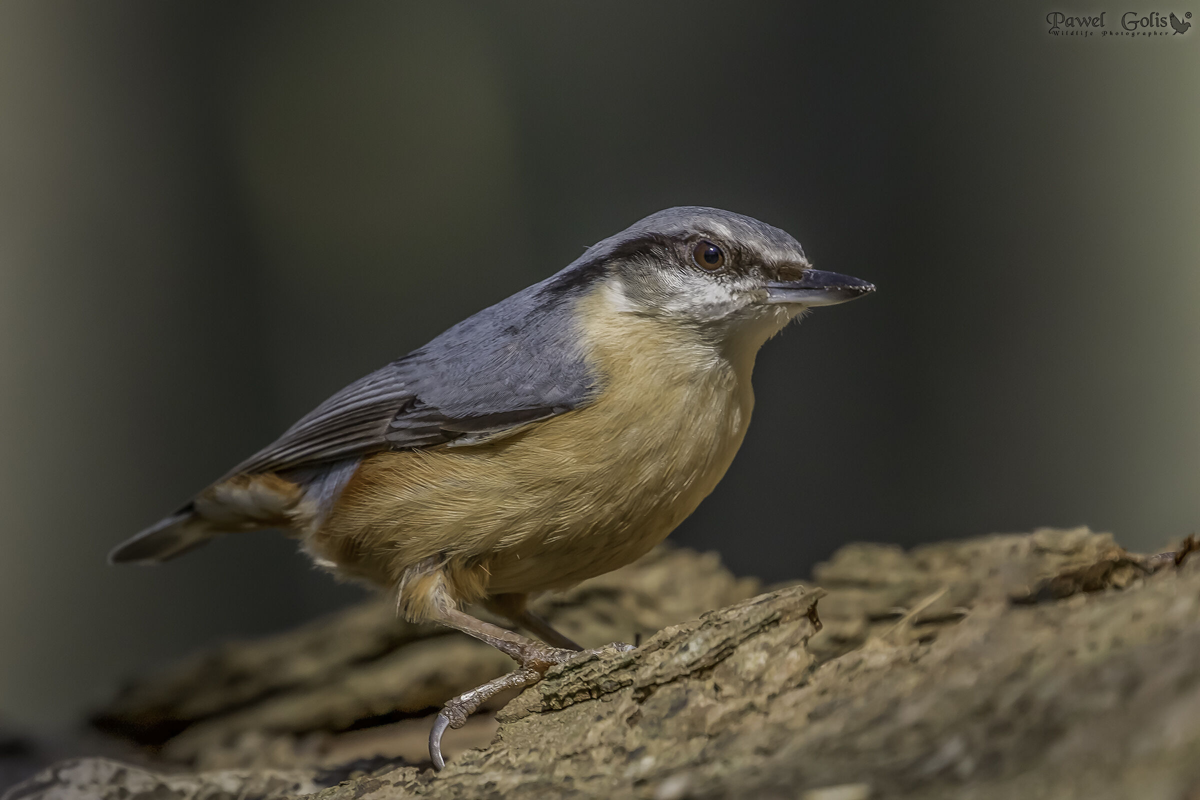 Nuthatch (Sitta europaea)