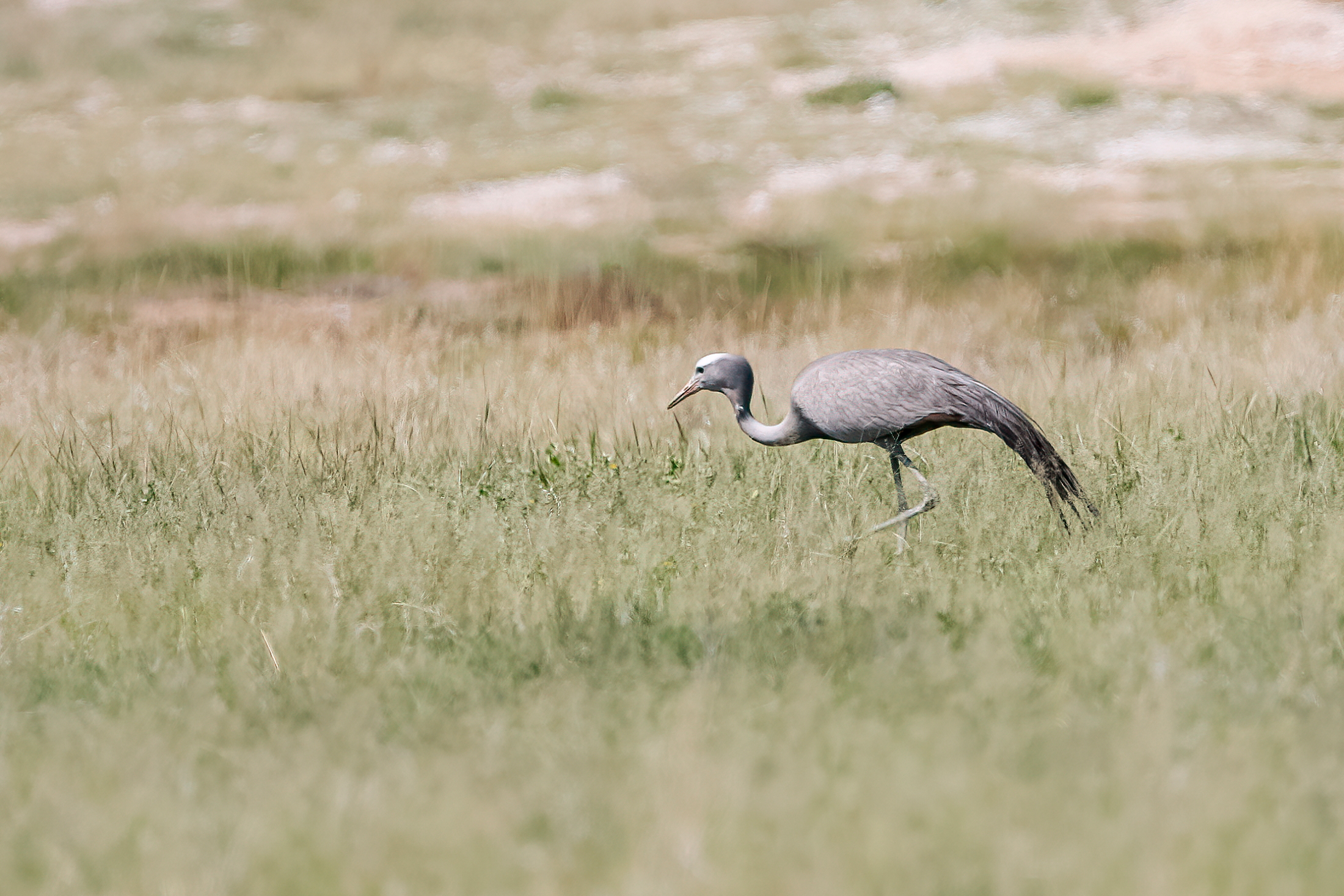 Gru del paradiso (Grus paradisea)